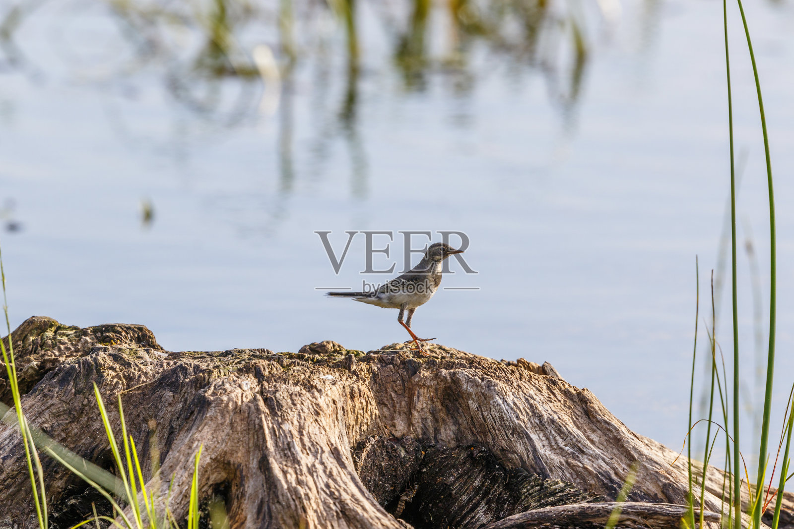 在木桩上摇动尾巴照片摄影图片