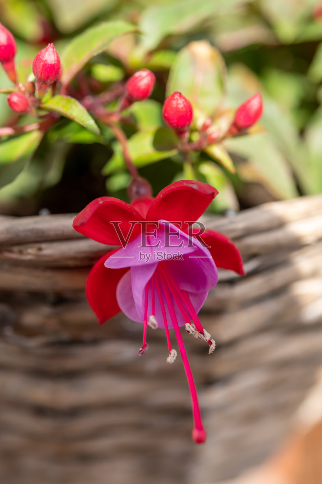 花园里挂篮中生长着鲜艳的紫红色装饰植物花朵照片摄影图片