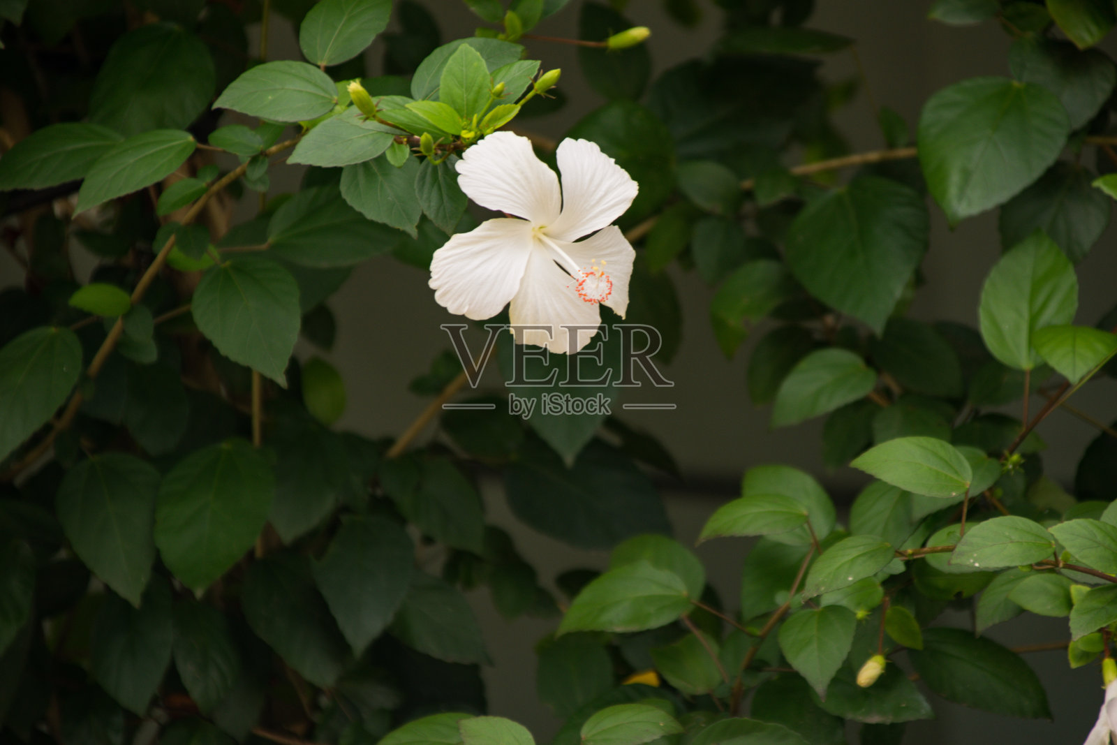 美丽的芙蓉花照片摄影图片