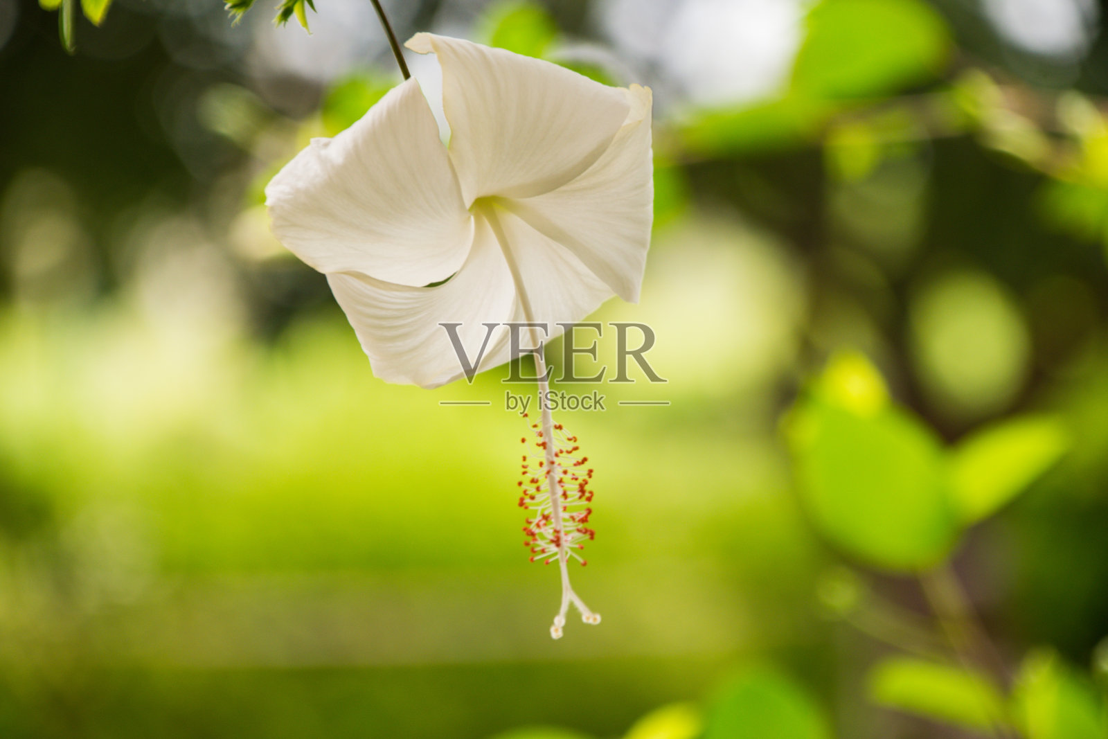 美丽的芙蓉花照片摄影图片
