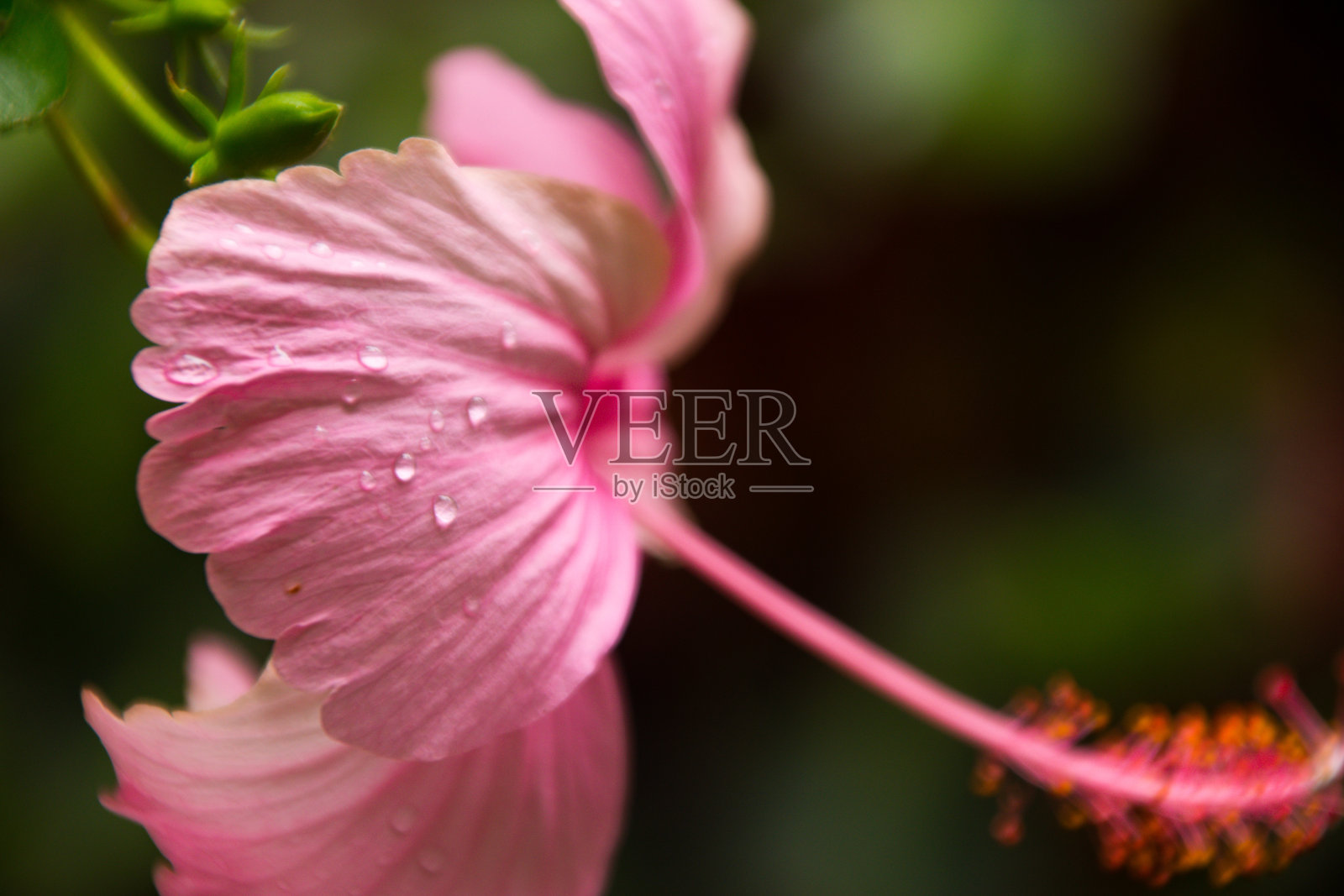 美丽的芙蓉花照片摄影图片