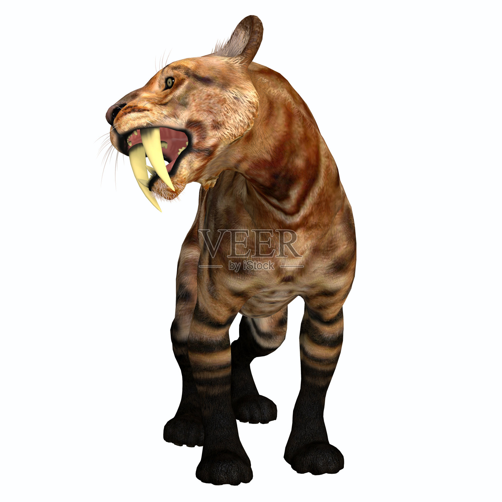 龇牙咧嘴猫尖牙照片摄影图片