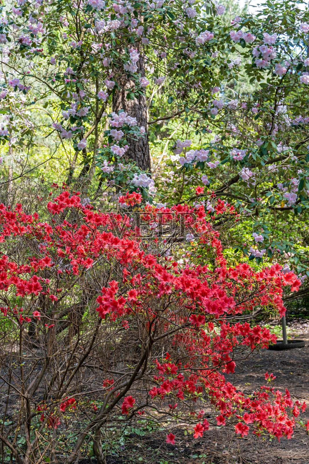 杜鹃花盛开照片摄影图片