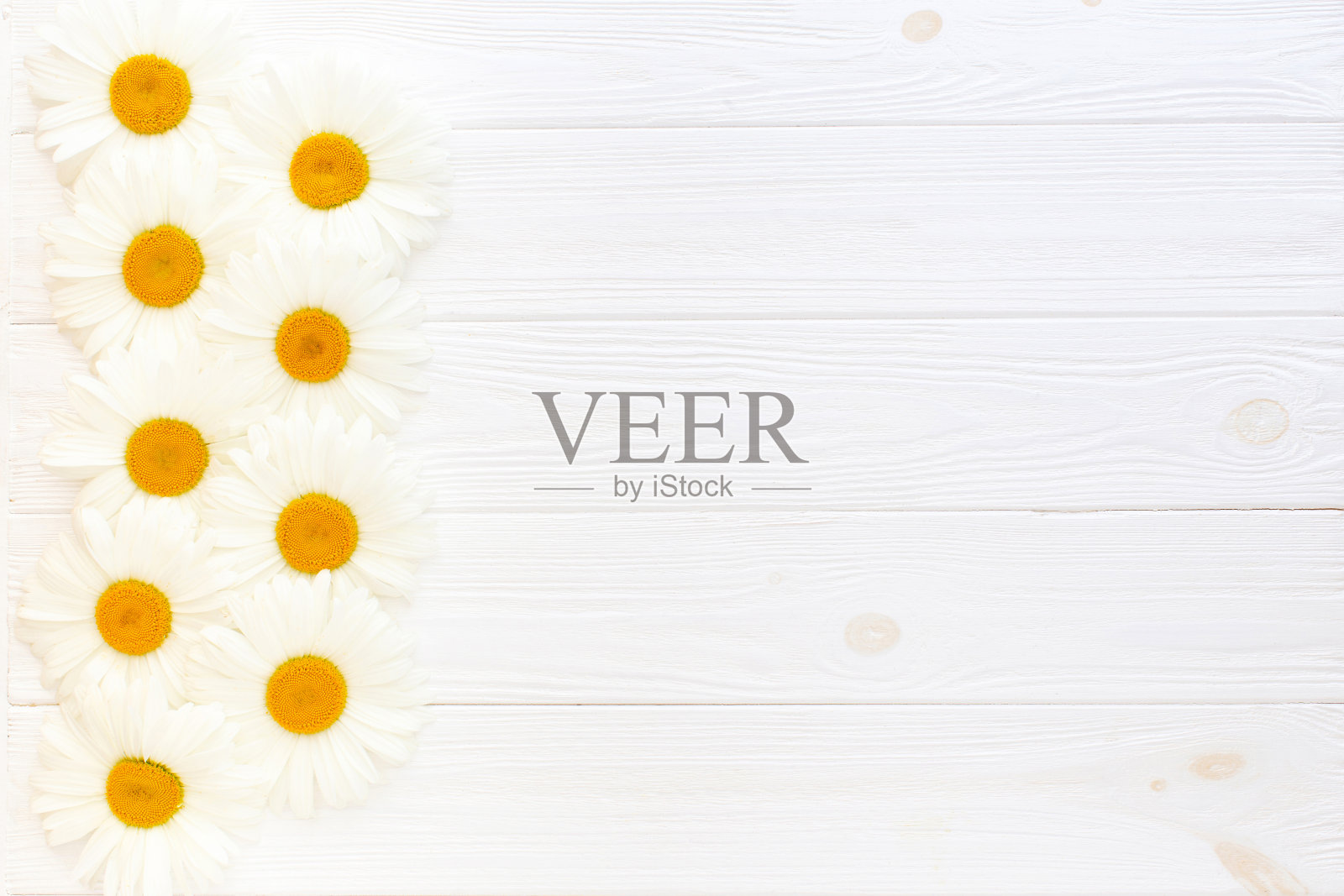 白木背景上的洋甘菊。平铺，拷贝空间照片摄影图片