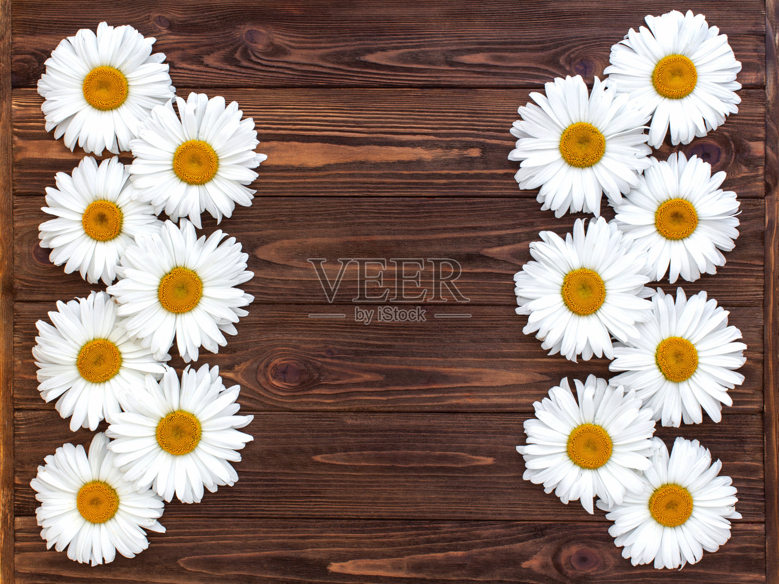 洋甘菊在深色木质背景上。平铺，拷贝空间照片摄影图片