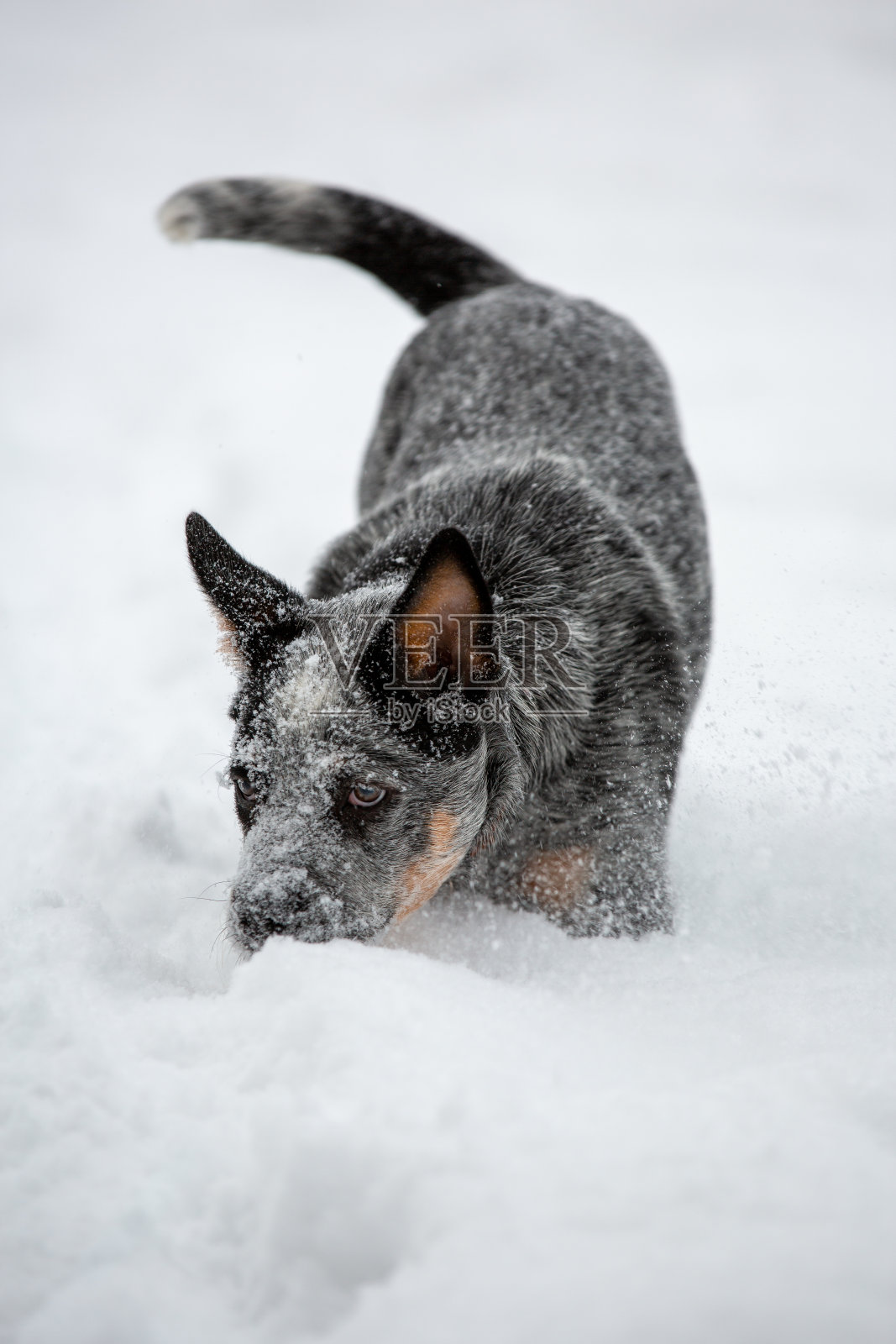冬天，澳大利亚的希勒犬在户外活跃地玩耍。这只小狗对冬天在雪堆里找东西感兴趣。照片摄影图片