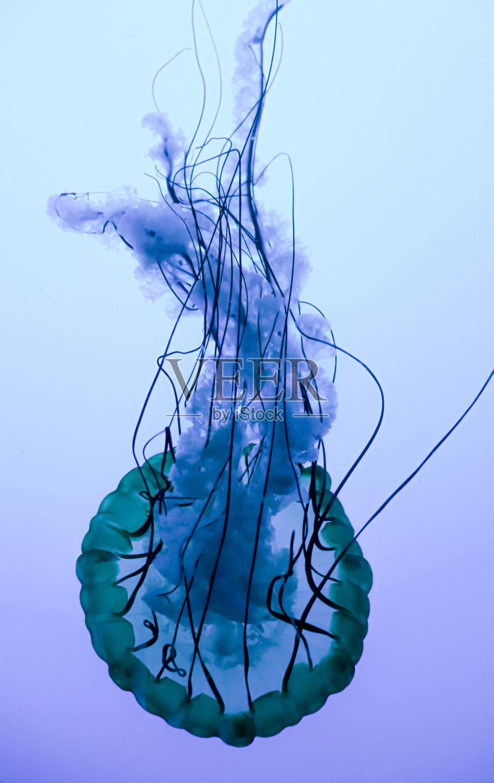 水母照片摄影图片