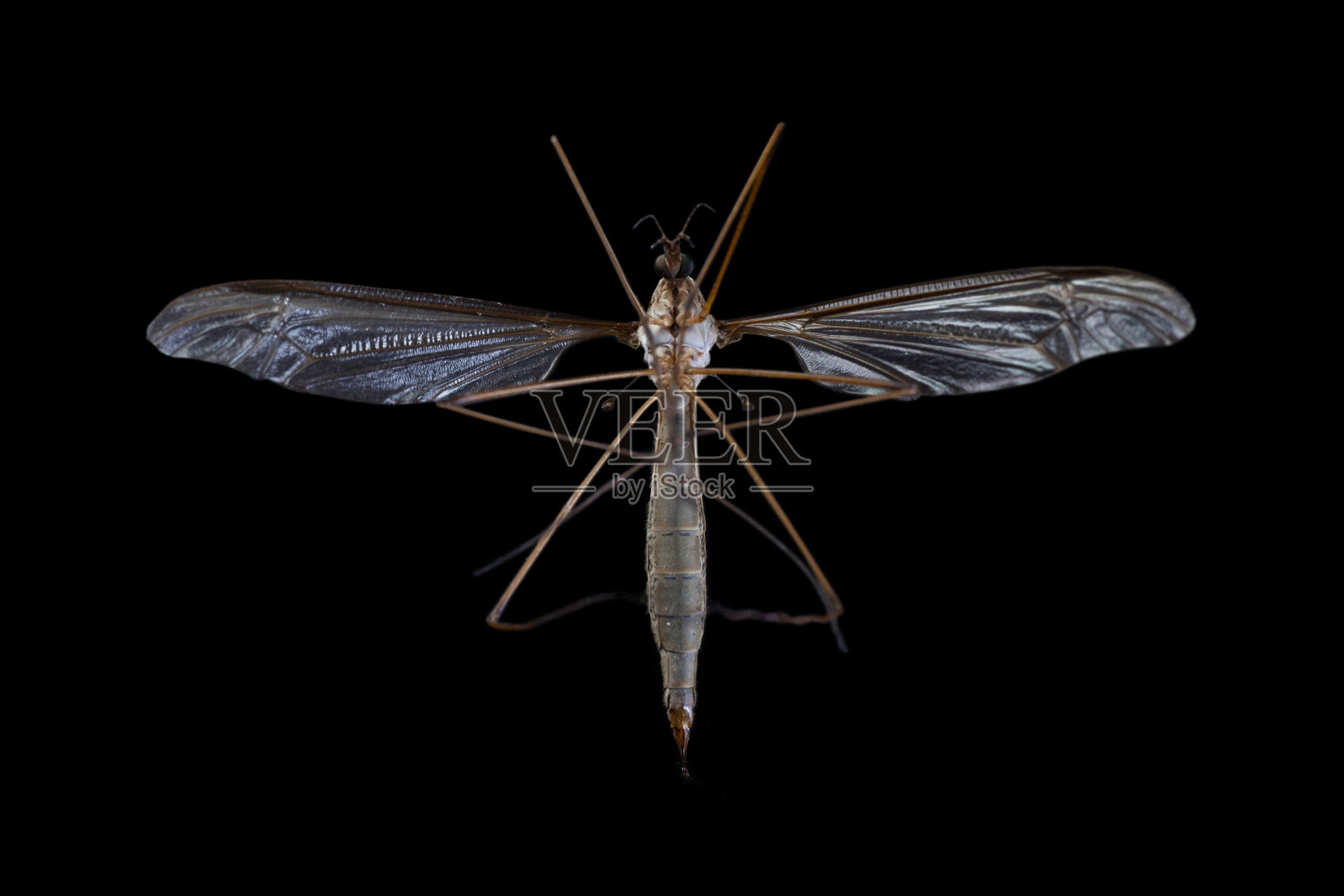 鹤在黑色背景中飞翔照片摄影图片