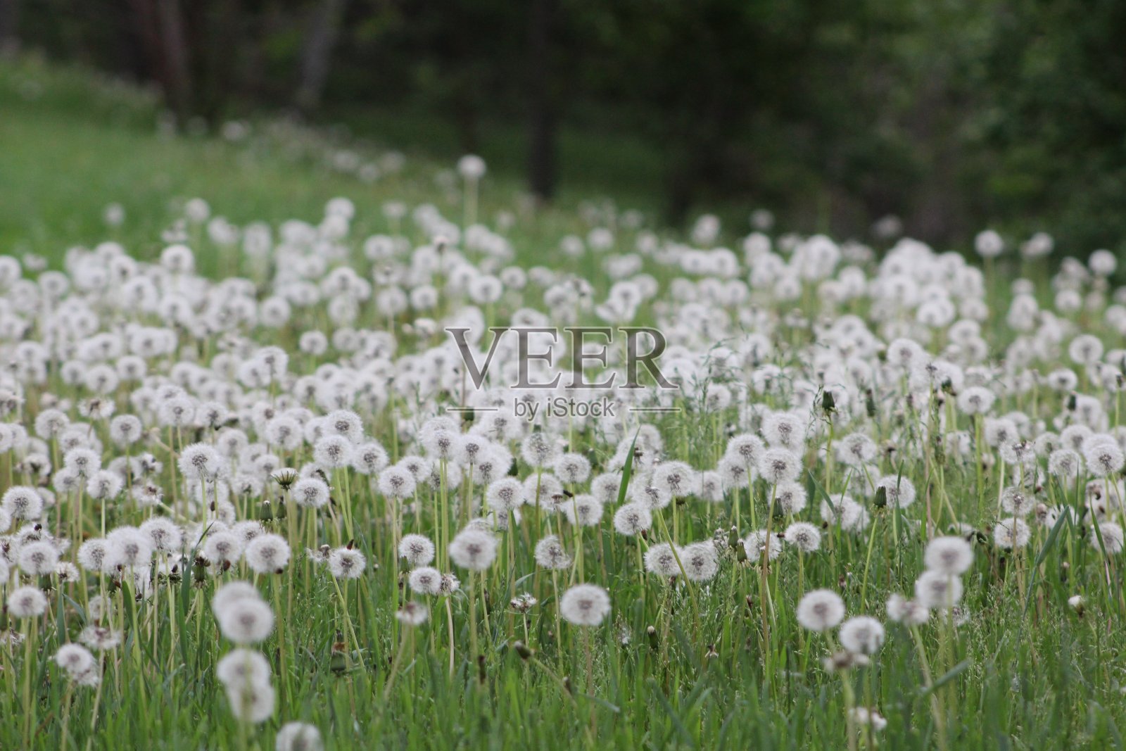 用作背景的树叶照片摄影图片