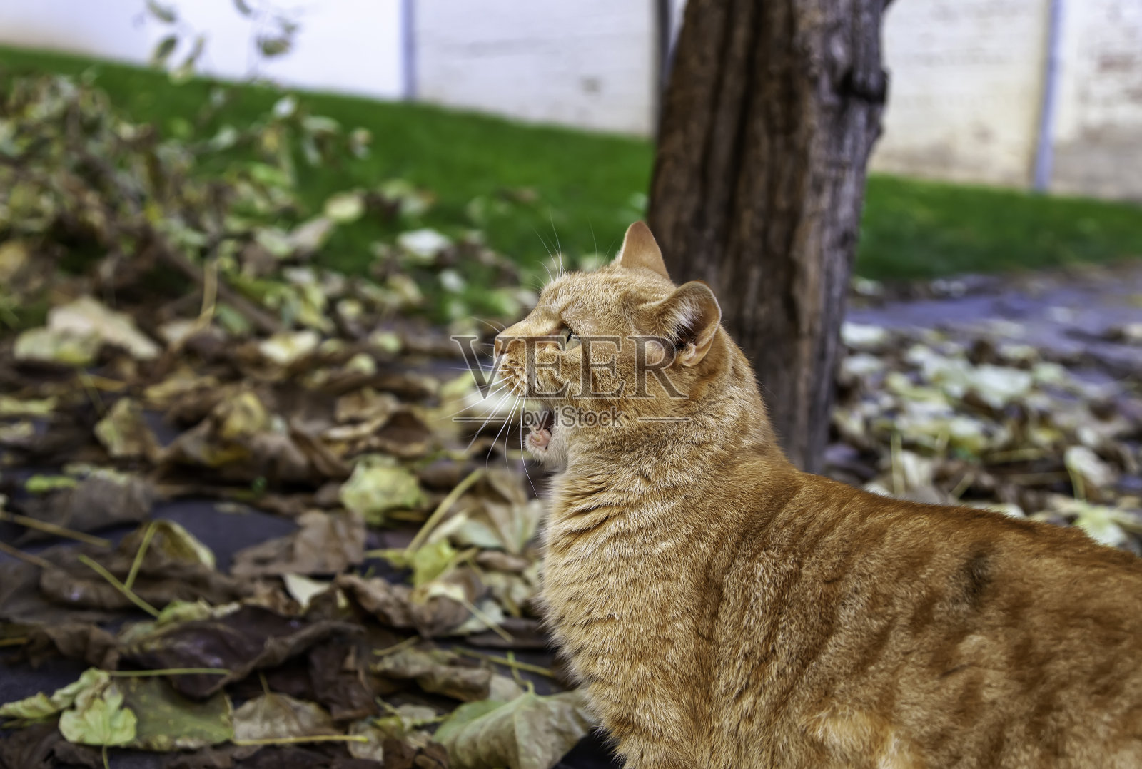橙色虎斑街猫照片摄影图片
