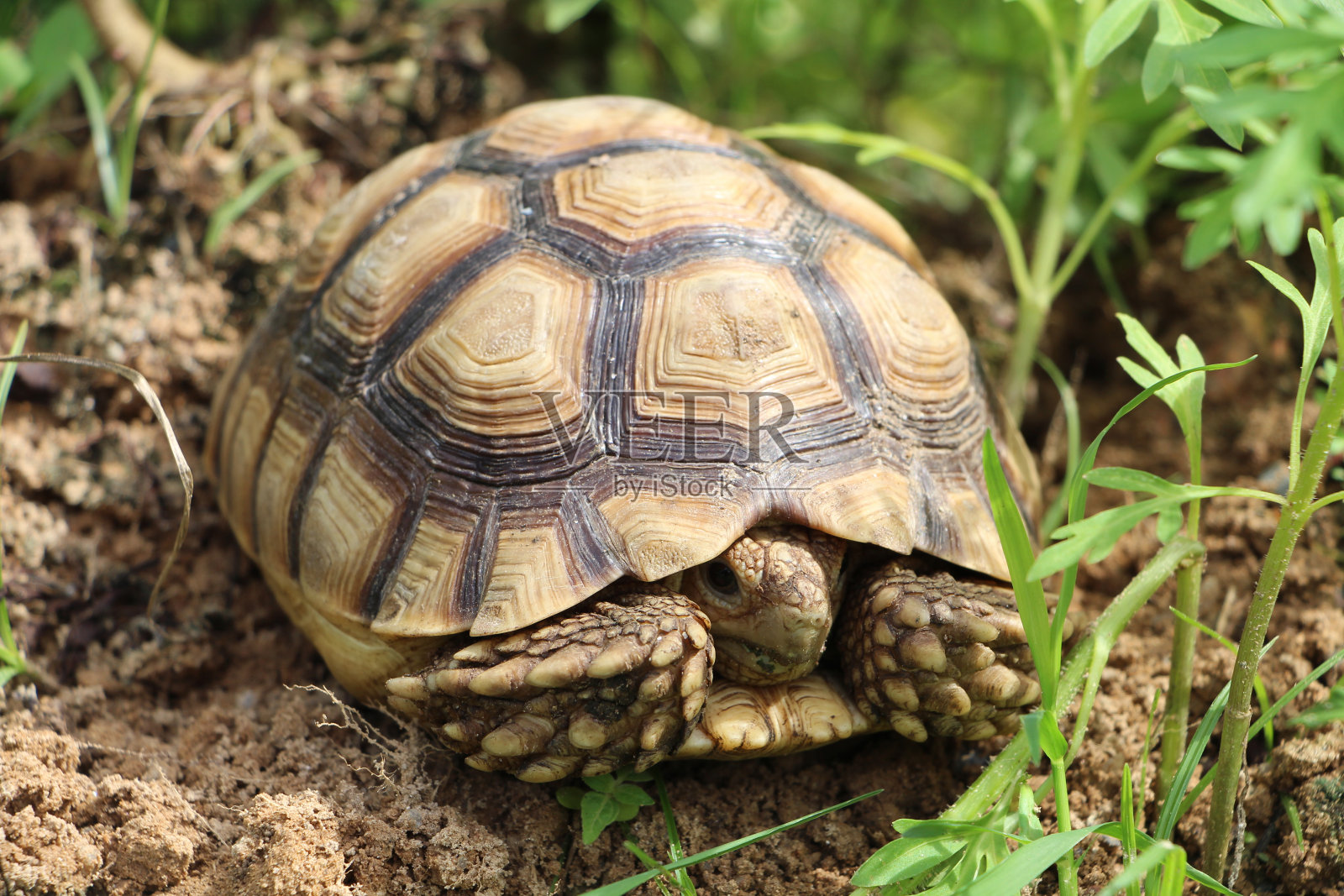 非洲苏卡塔龟的自然栖息地照片摄影图片