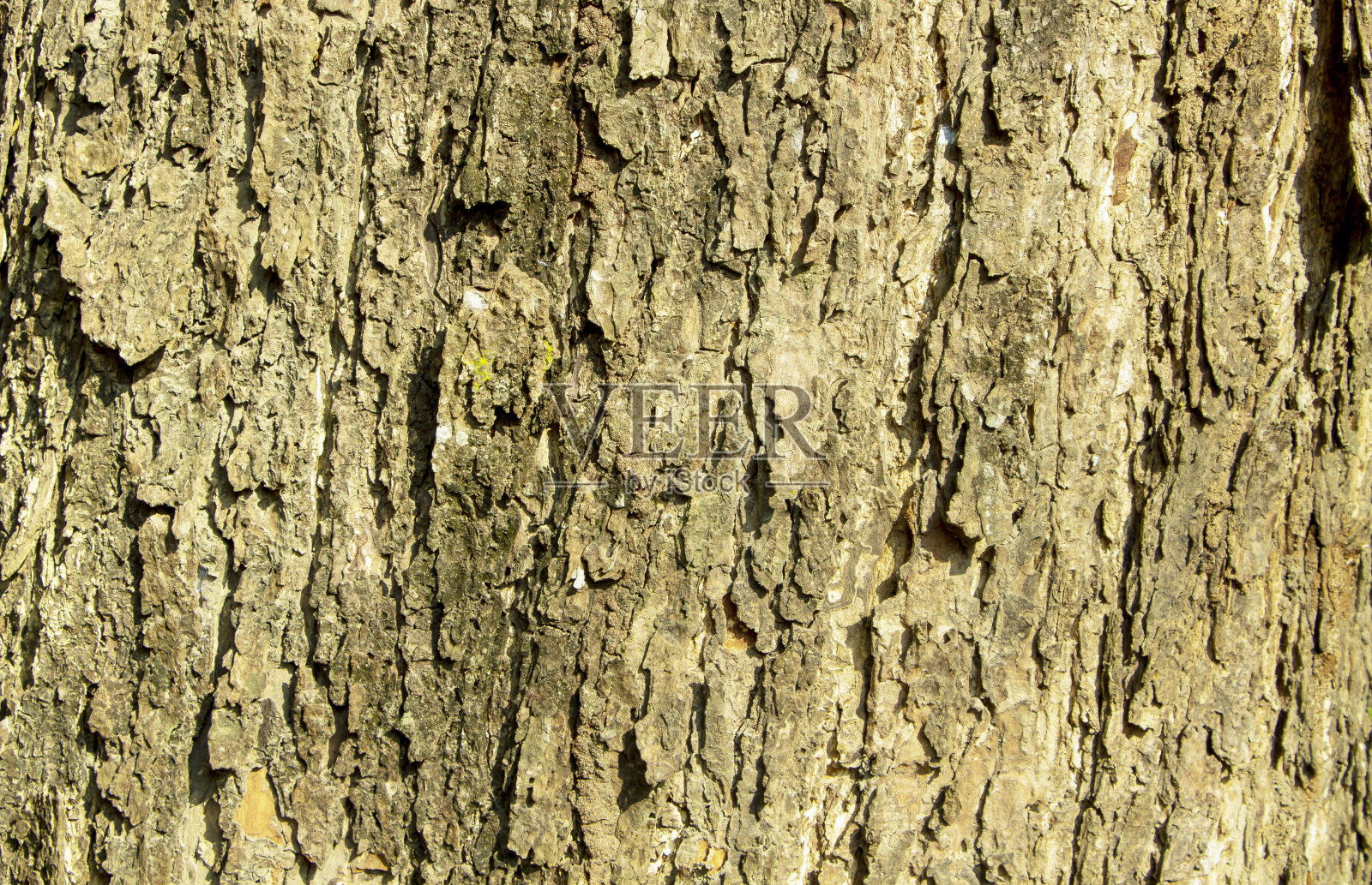 雨树树皮的浮雕纹理。树干表面照片为背景照片摄影图片