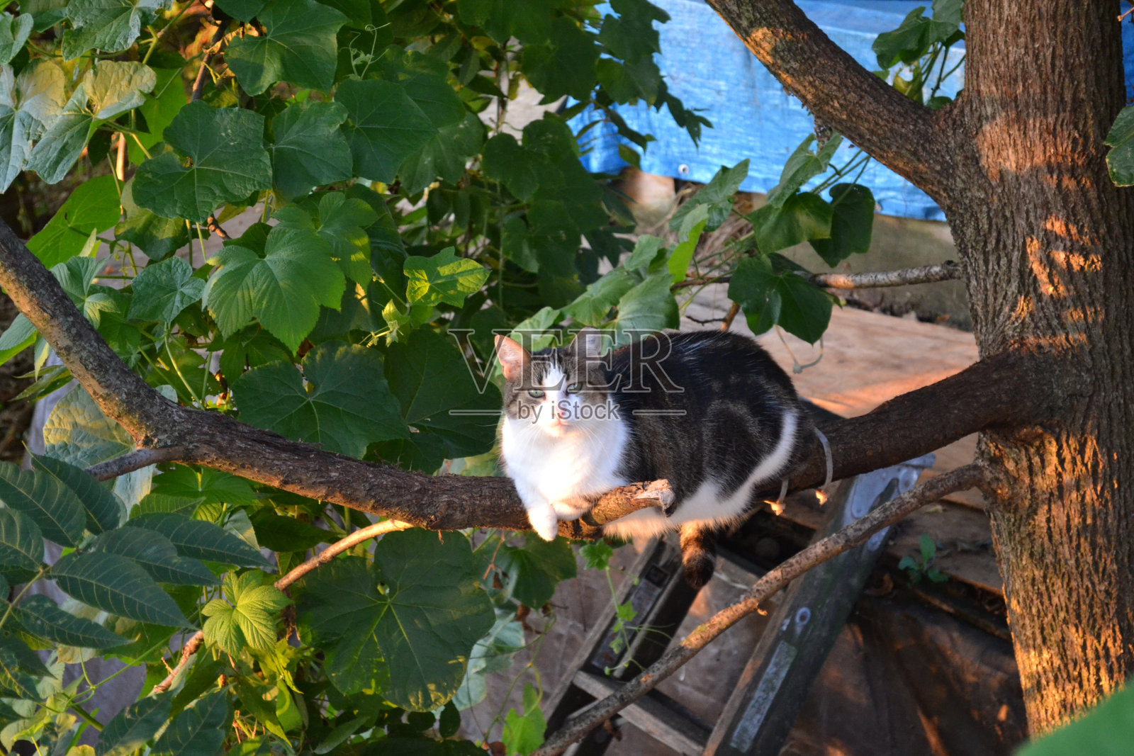 猫在栖木上照片摄影图片