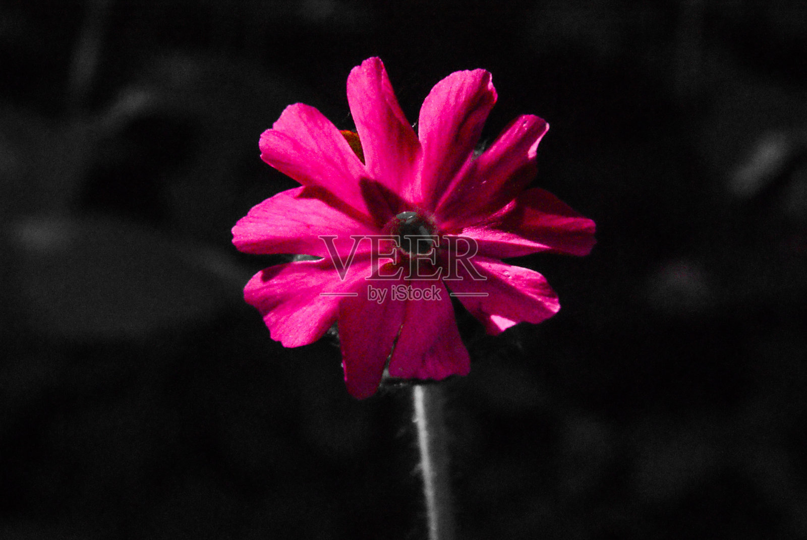 粉红色的花照片摄影图片