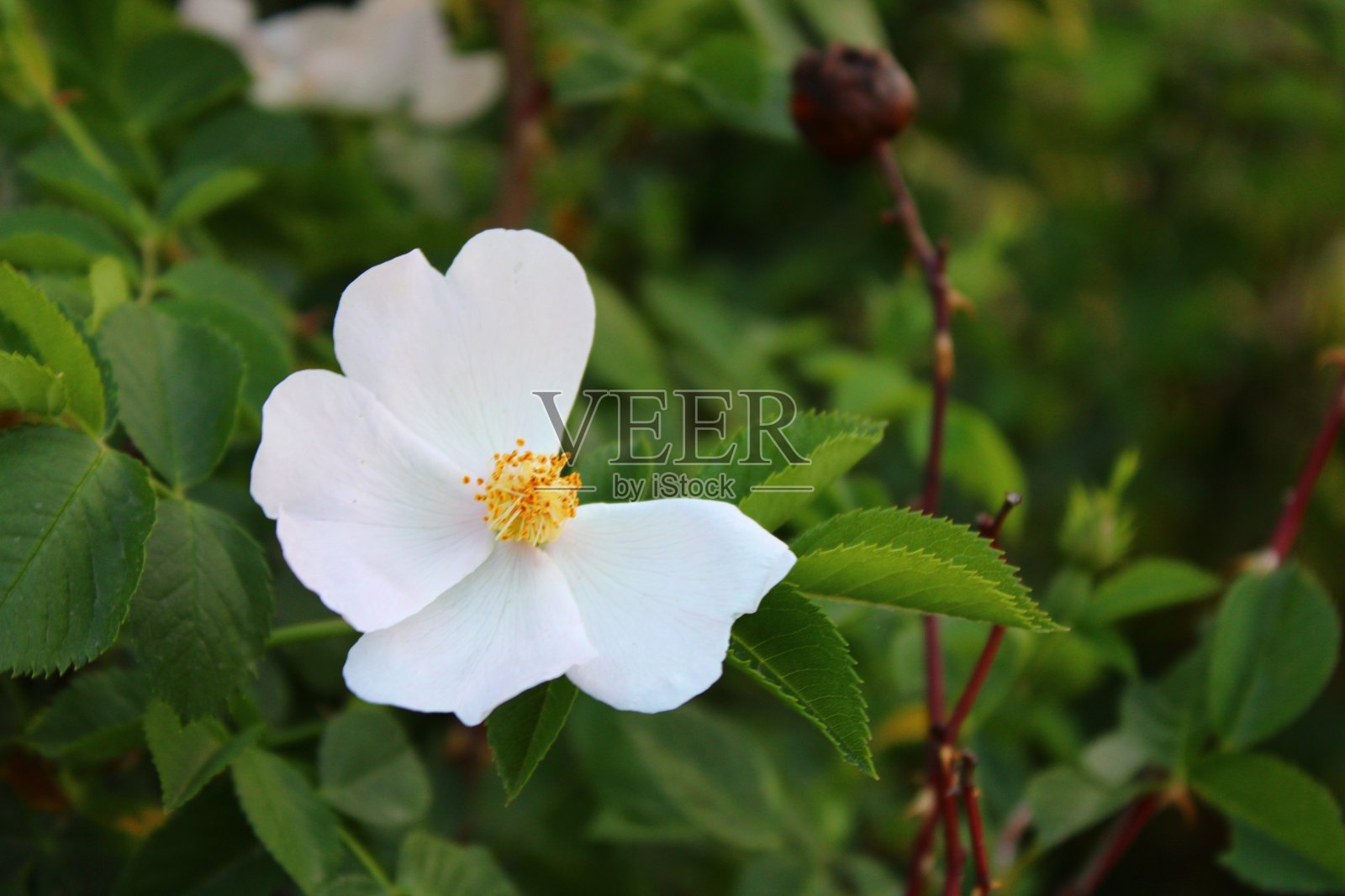 自然和花照片摄影图片