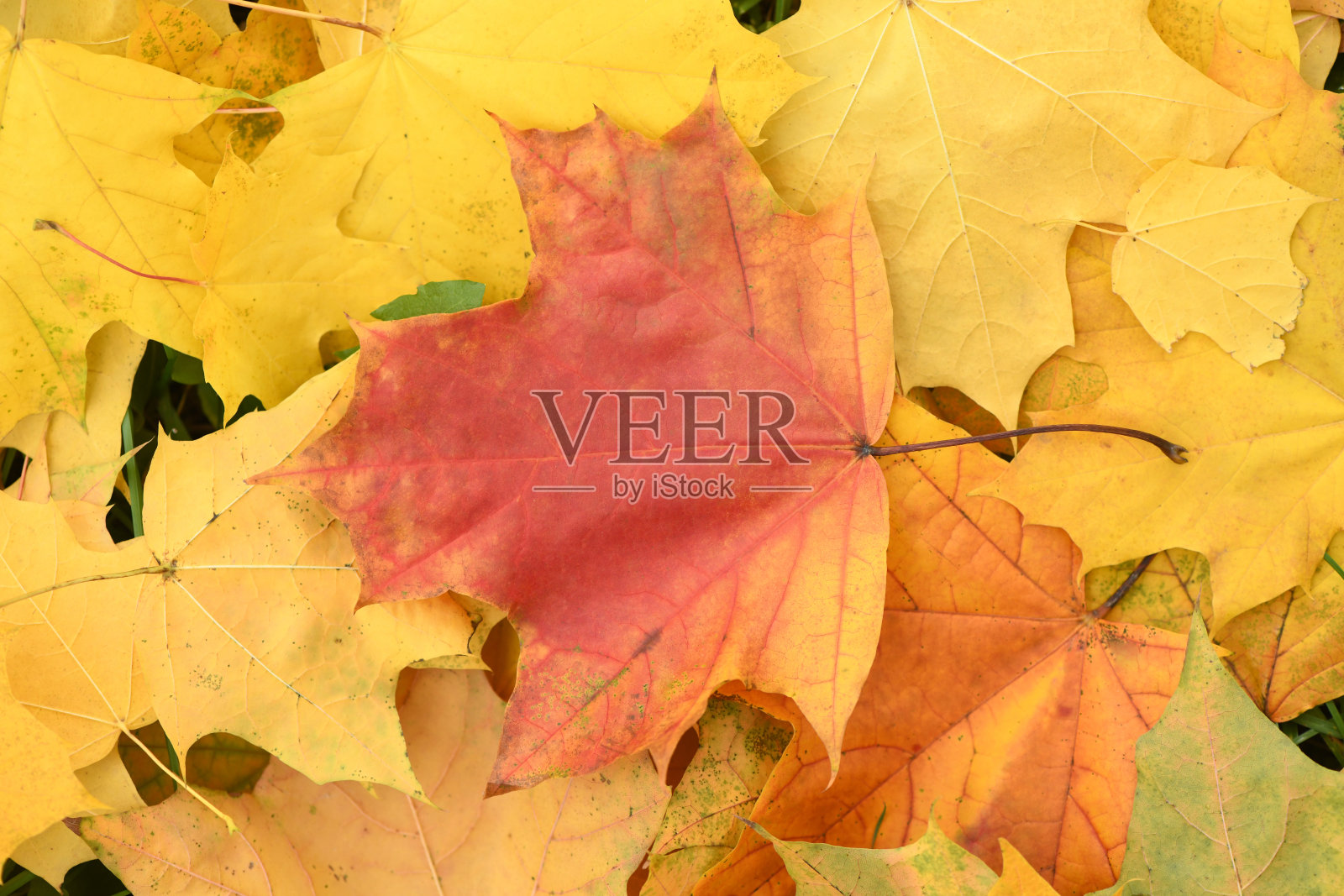 森林地面上五颜六色的秋叶背景照片摄影图片