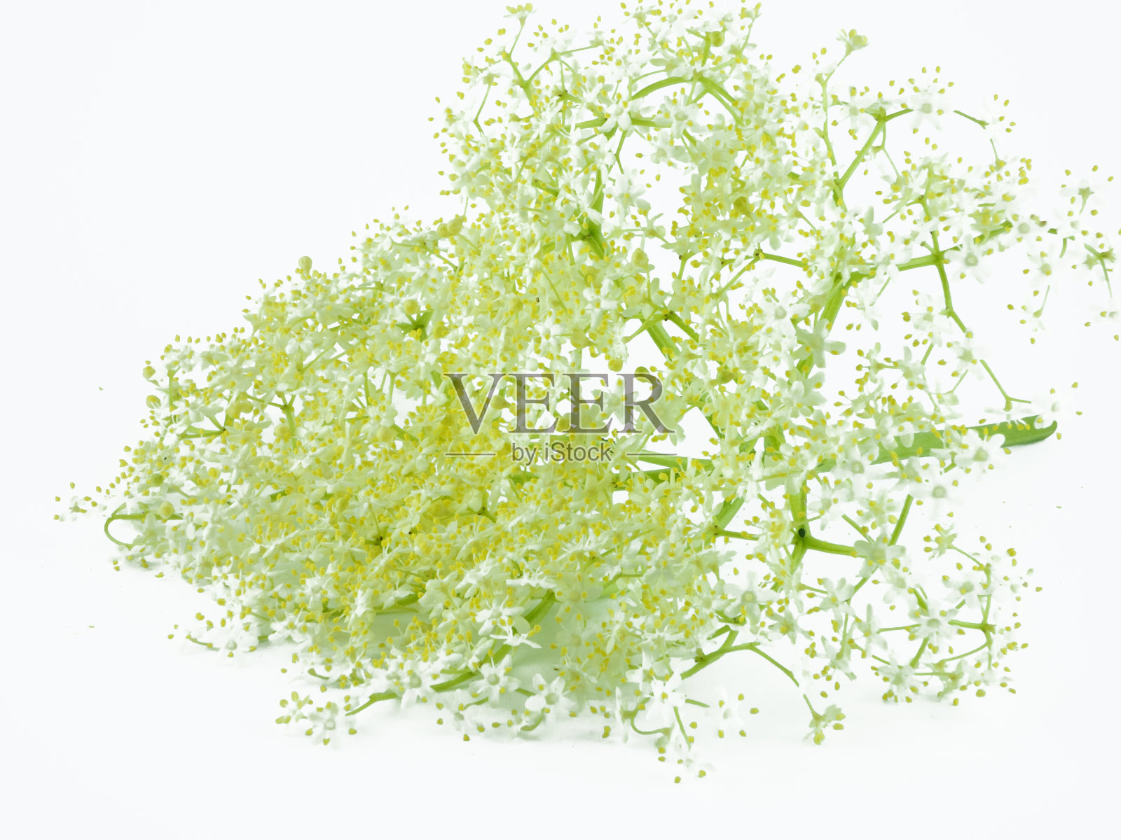 接骨木花开花，孤立的物体，设计元素照片摄影图片