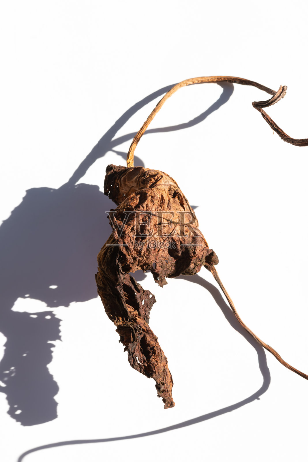 干燥植物叶片和遮荫。照片摄影图片