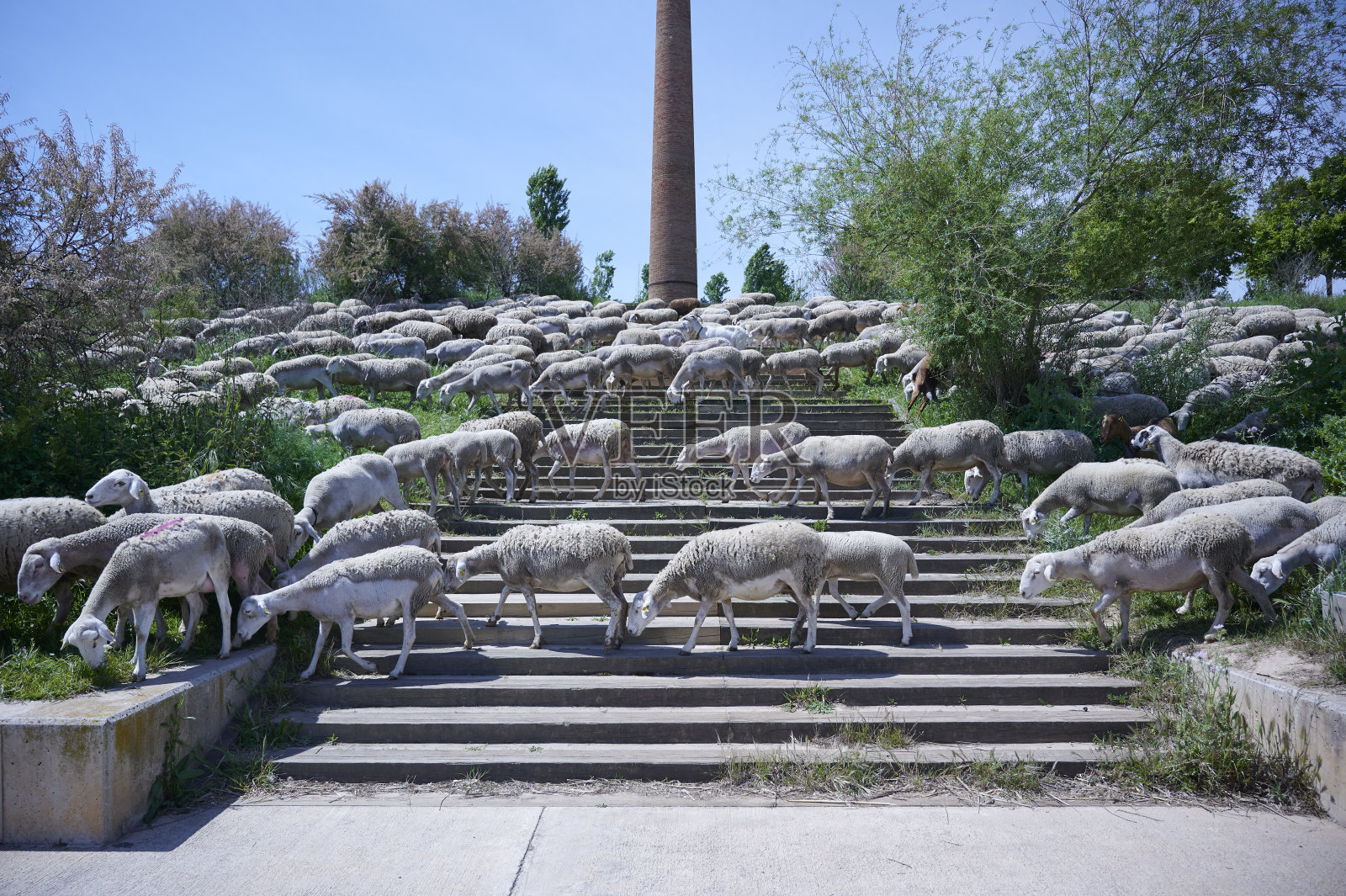 在一个阳光明媚的日子里，一群羊在户外吃草照片摄影图片