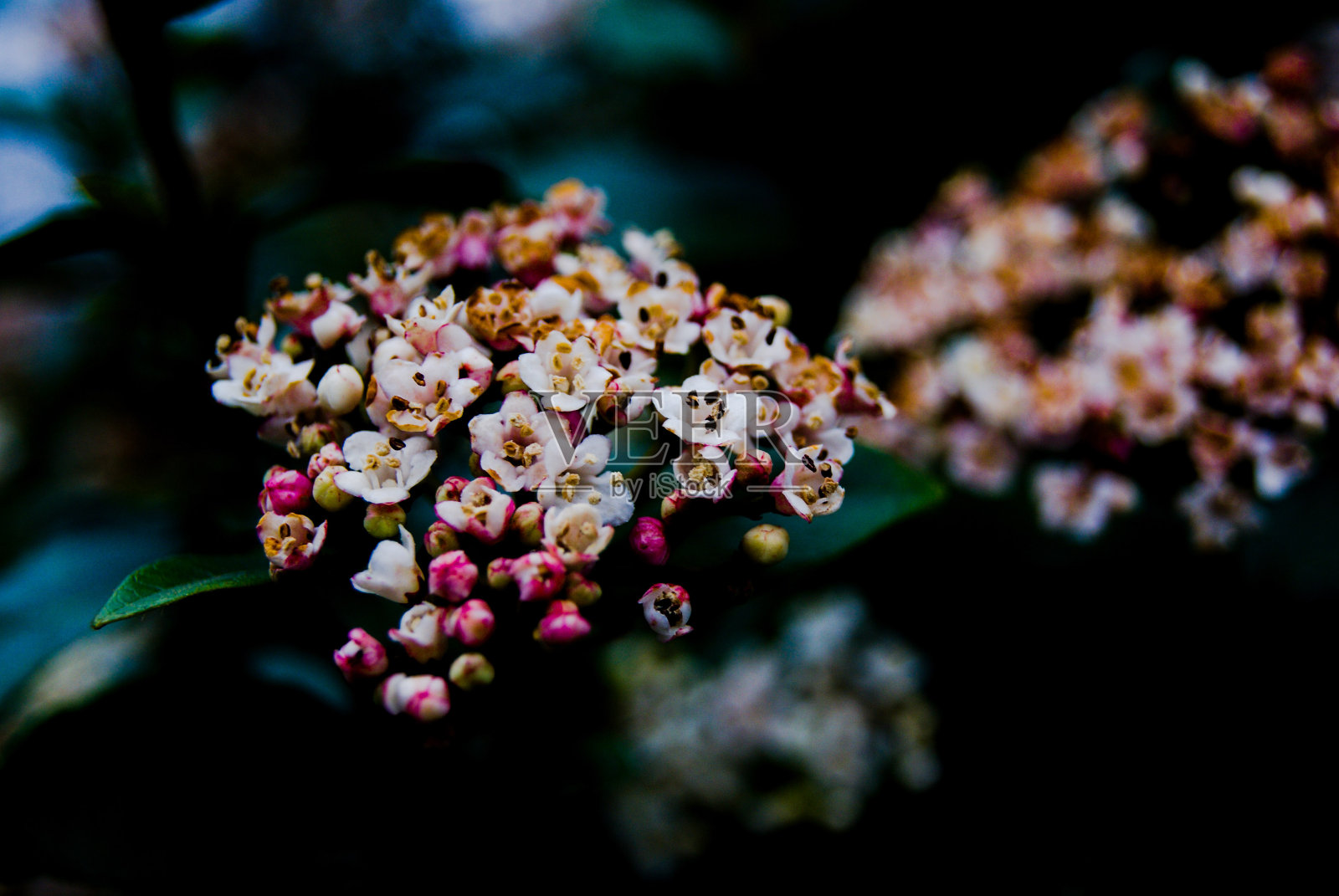 靠近小花照片摄影图片