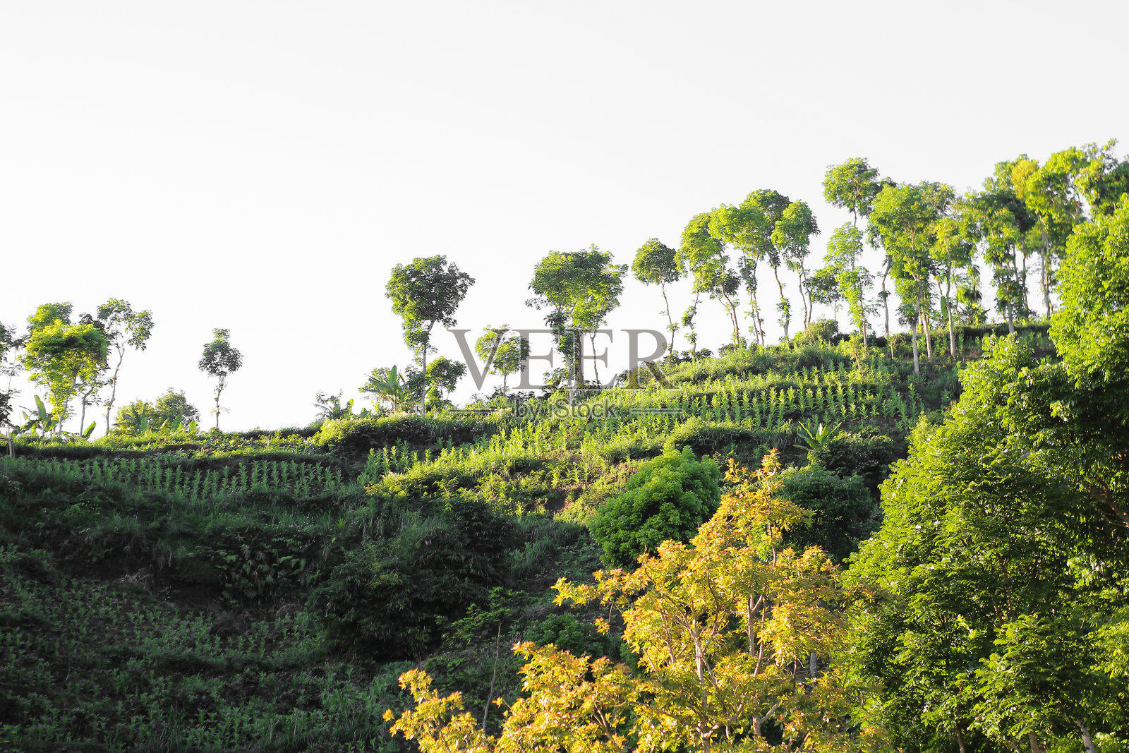 山坡和白色背景照片摄影图片
