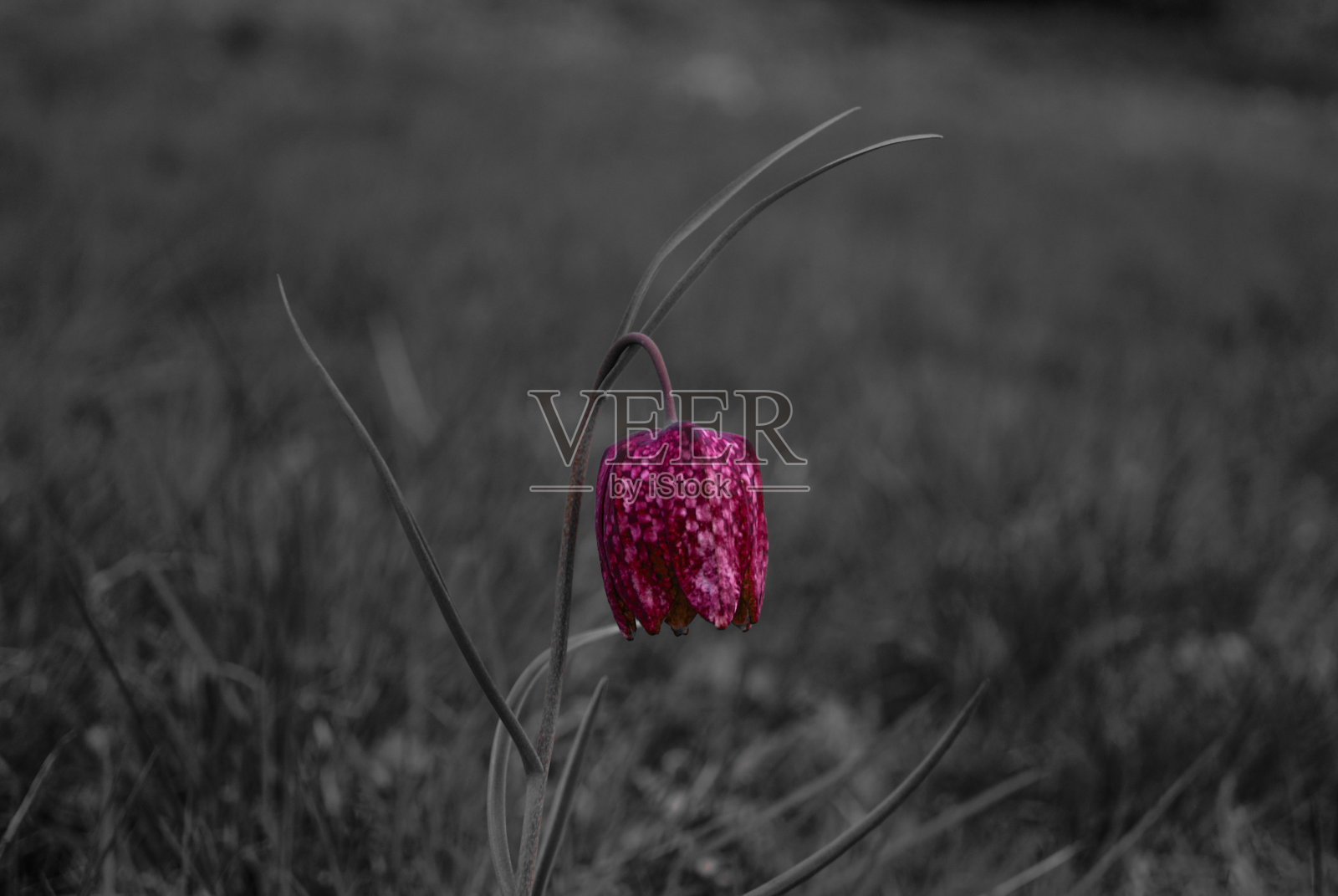 孤独的花朵照片摄影图片