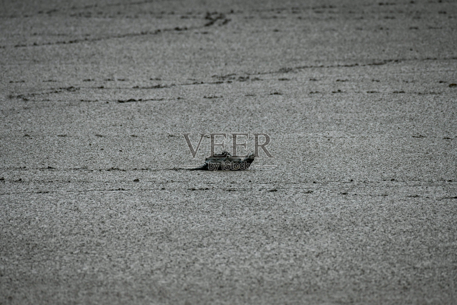 普通啮龟从泥里出来照片摄影图片