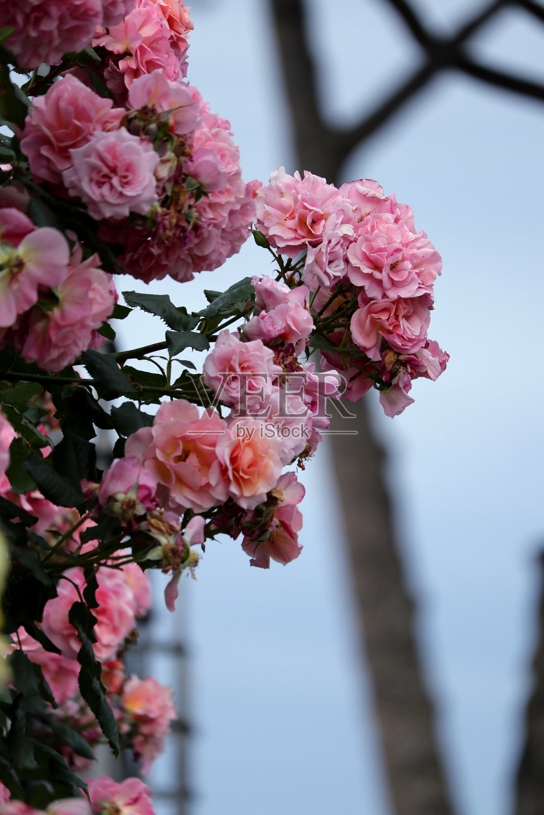 粉色的玫瑰照片摄影图片