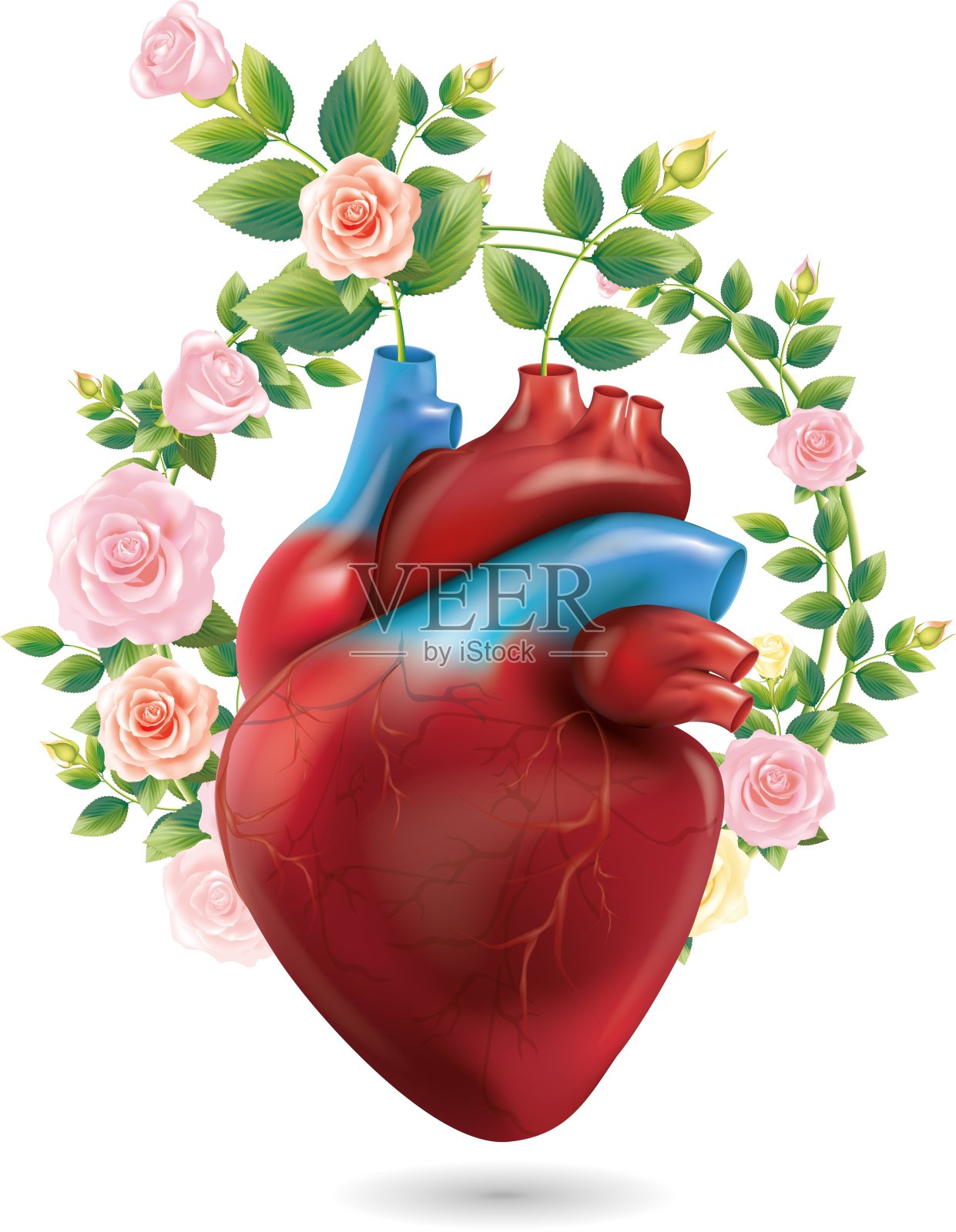 解剖心脏与花和叶玫瑰。插图向量插画图片素材