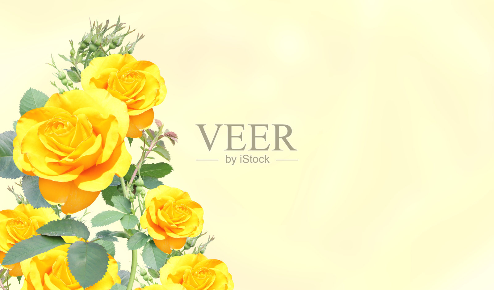 模糊的水平背景与玫瑰黄色照片摄影图片