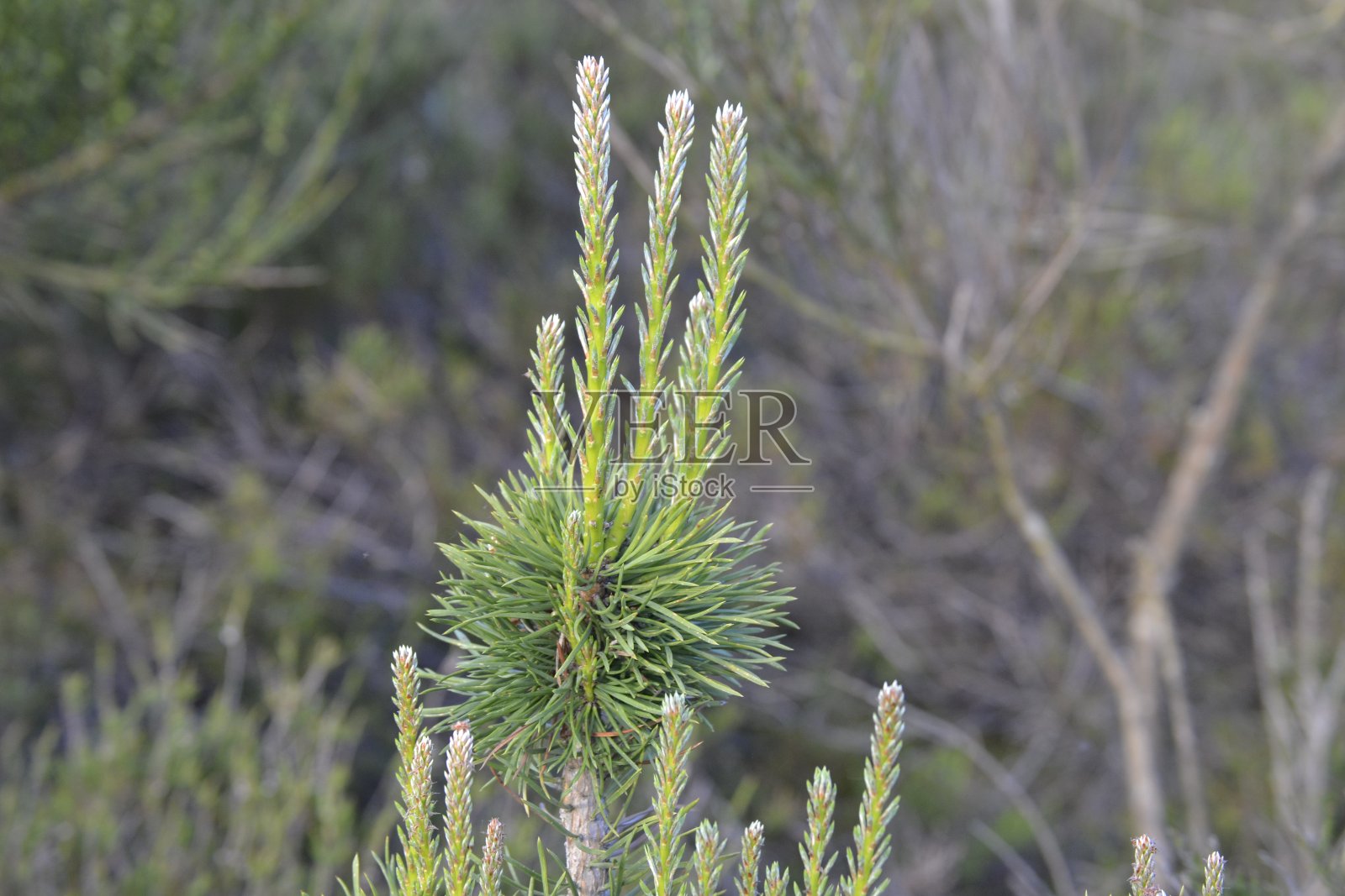 春季球形针叶树照片摄影图片