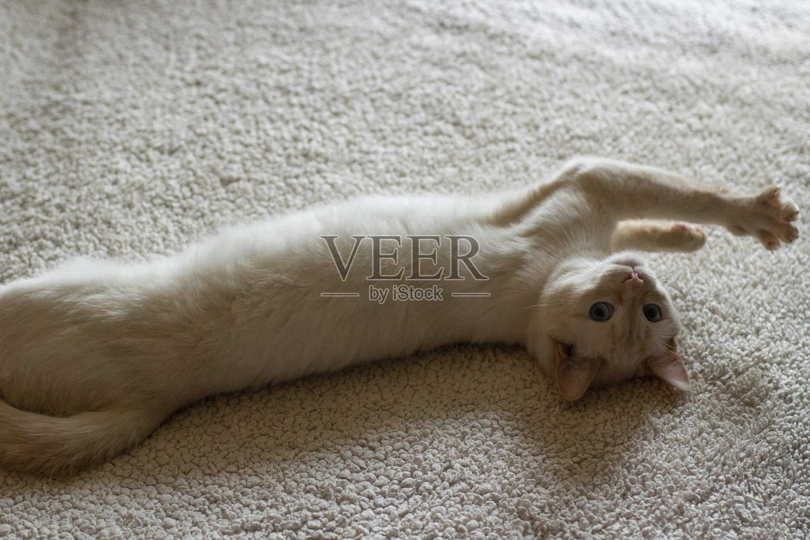 毯子上的白猫。公寓里的小猫。照片摄影图片