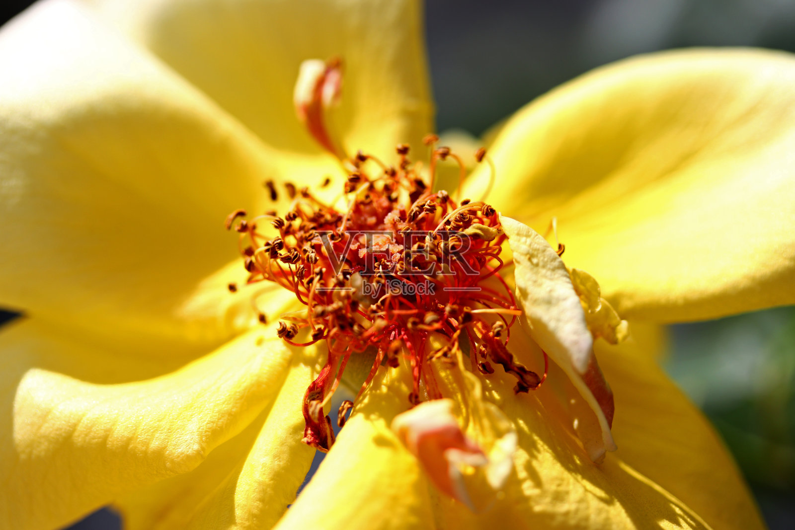 花园里有黄色的玫瑰照片摄影图片