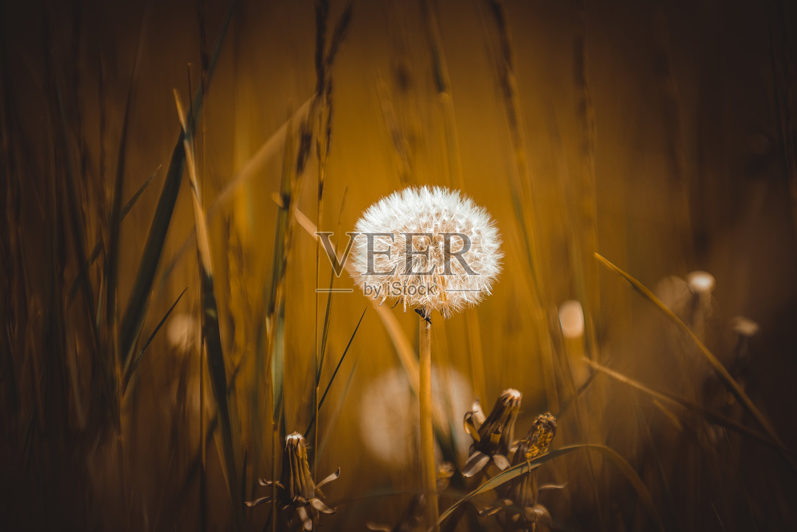 在一个阳光明媚的春日，田野里的绿草照片摄影图片