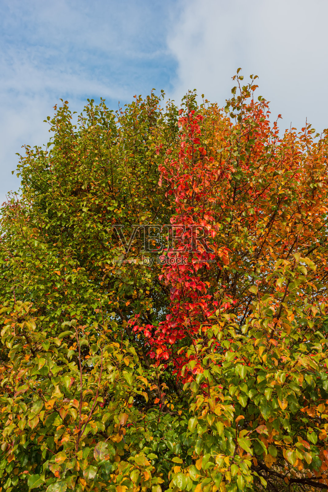 在阳光明媚的日子里，树枝上覆盖着黄色、红色、绿色、橙色的树叶。照片摄影图片