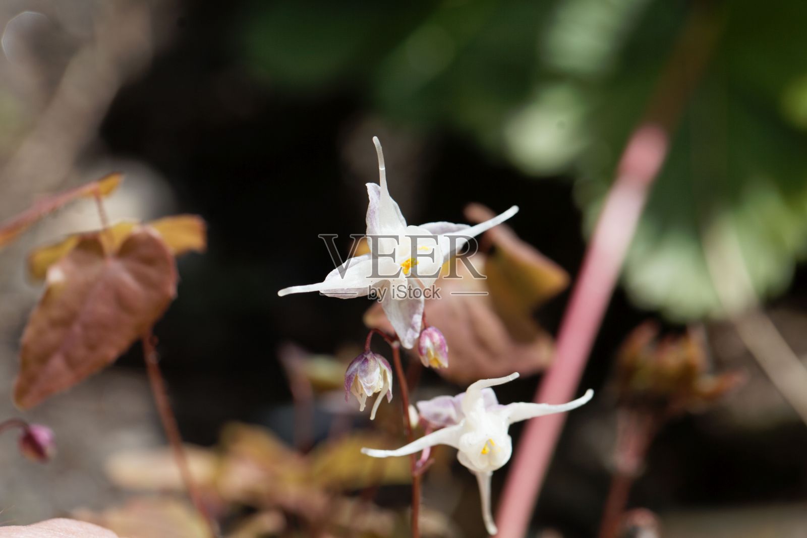 大花的荒草，桔梗照片摄影图片