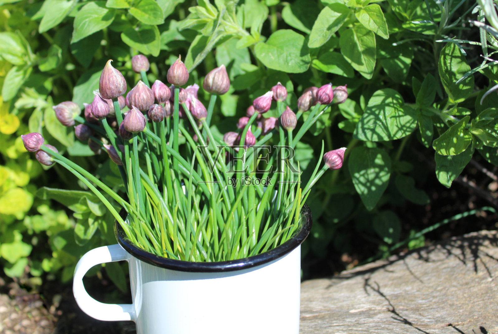 香草园里的杯子里放着韭菜照片摄影图片