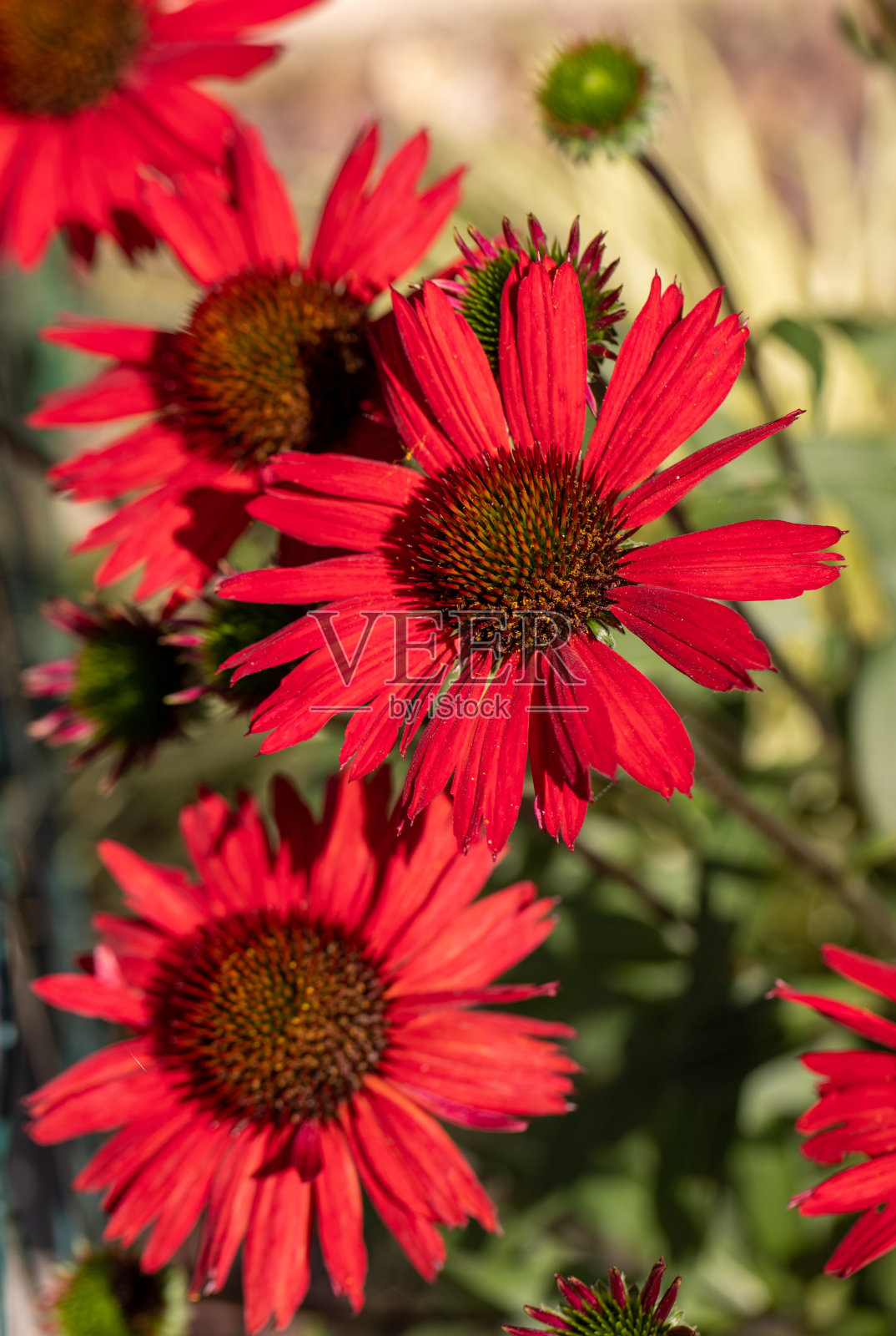 紫锥花——一种刺激免疫系统的草本植物照片摄影图片