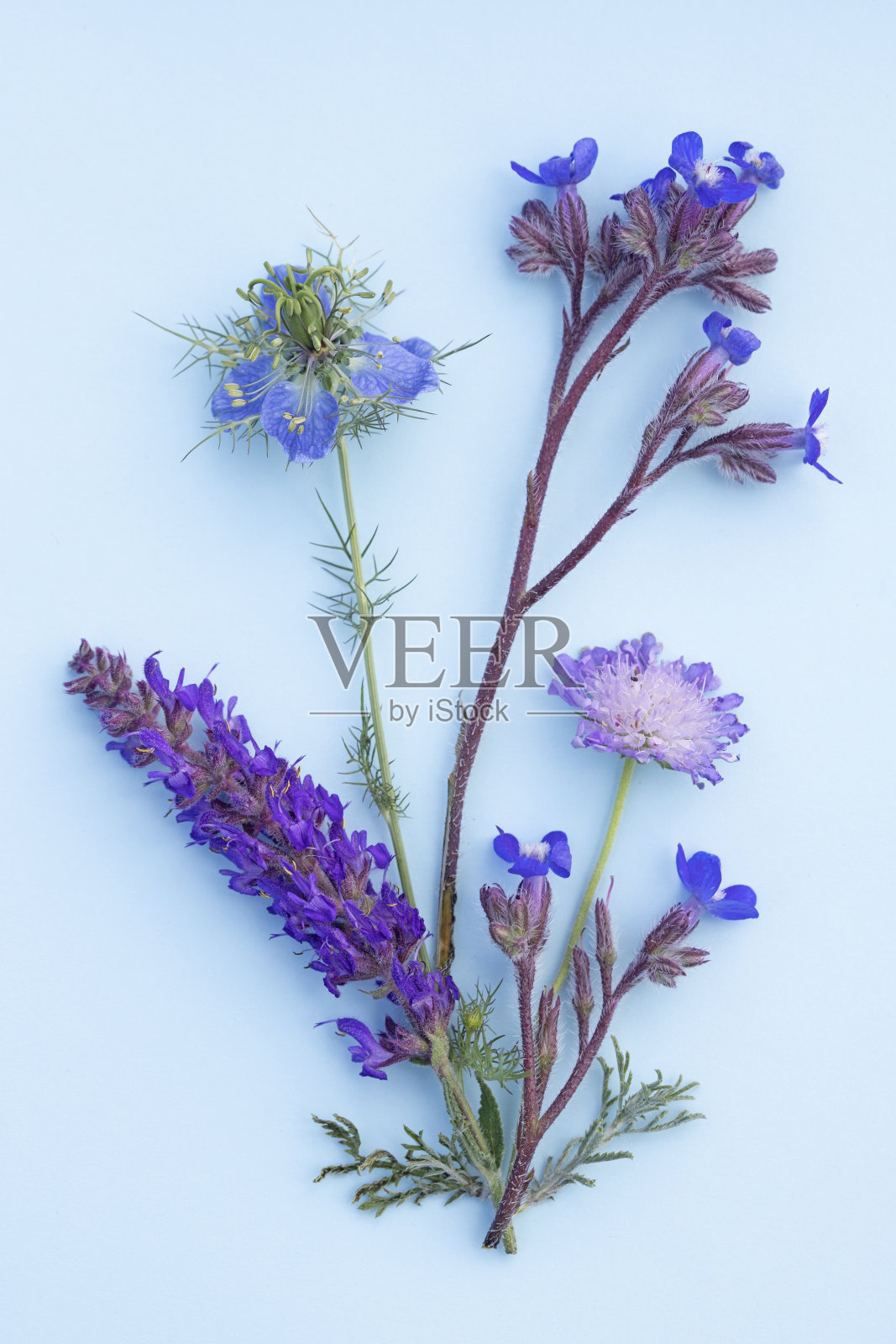 野花照片摄影图片