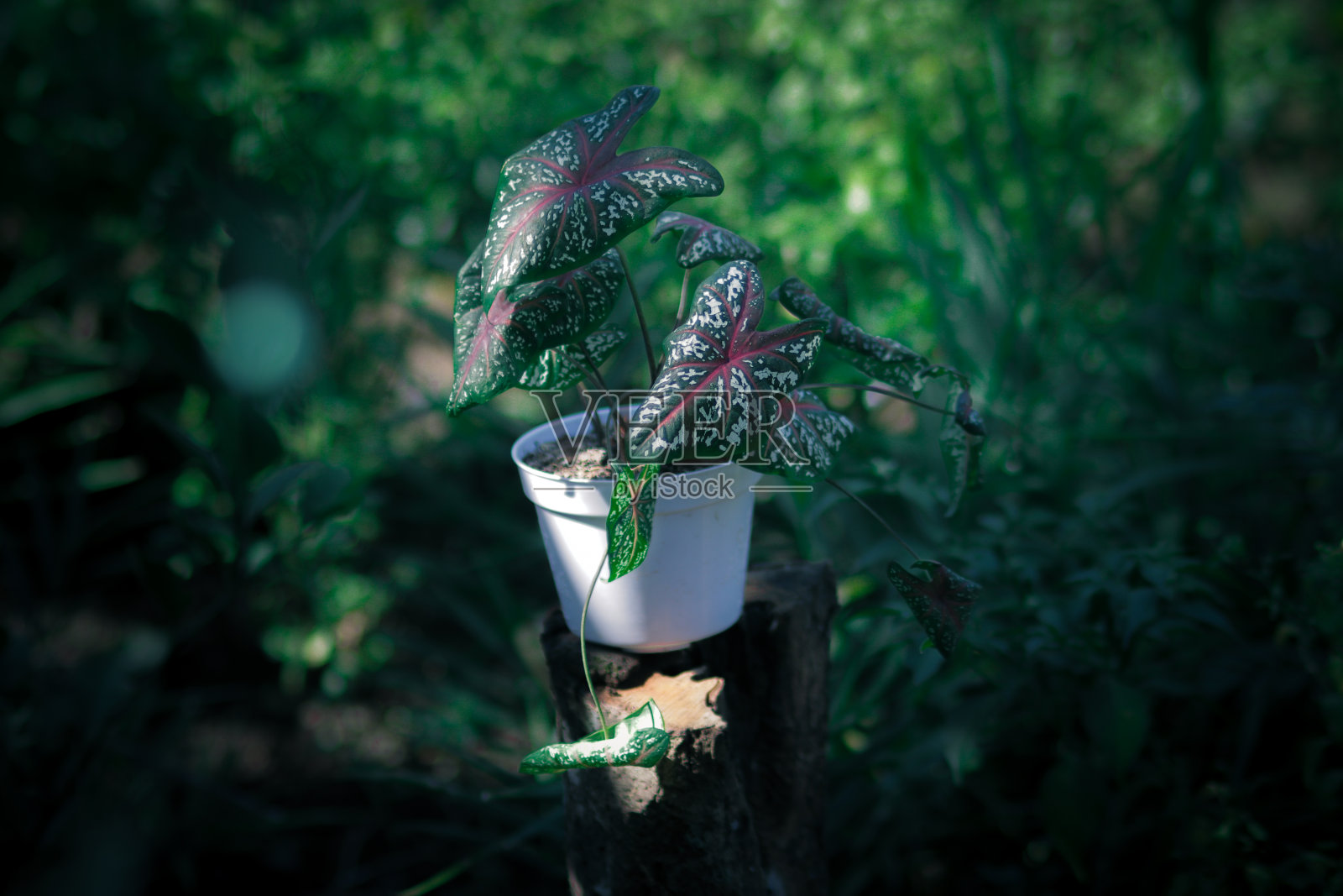 美丽的凤梨在花园里的白色花盆里。库存图片照片摄影图片