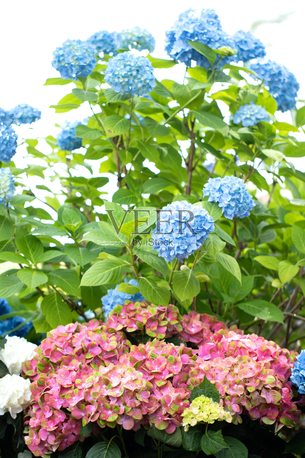 “神奇绣球珊瑚”照片摄影图片