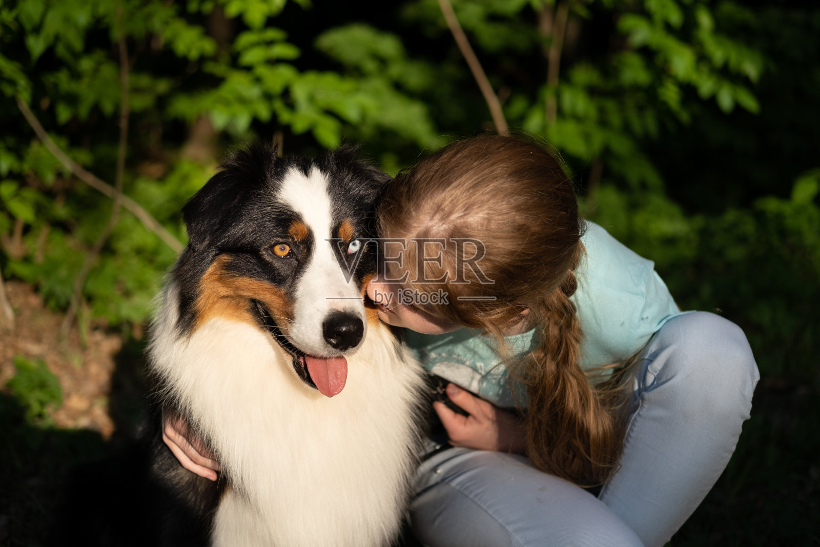 少女亲吻澳大利亚牧羊犬在夏天。在森林照片摄影图片