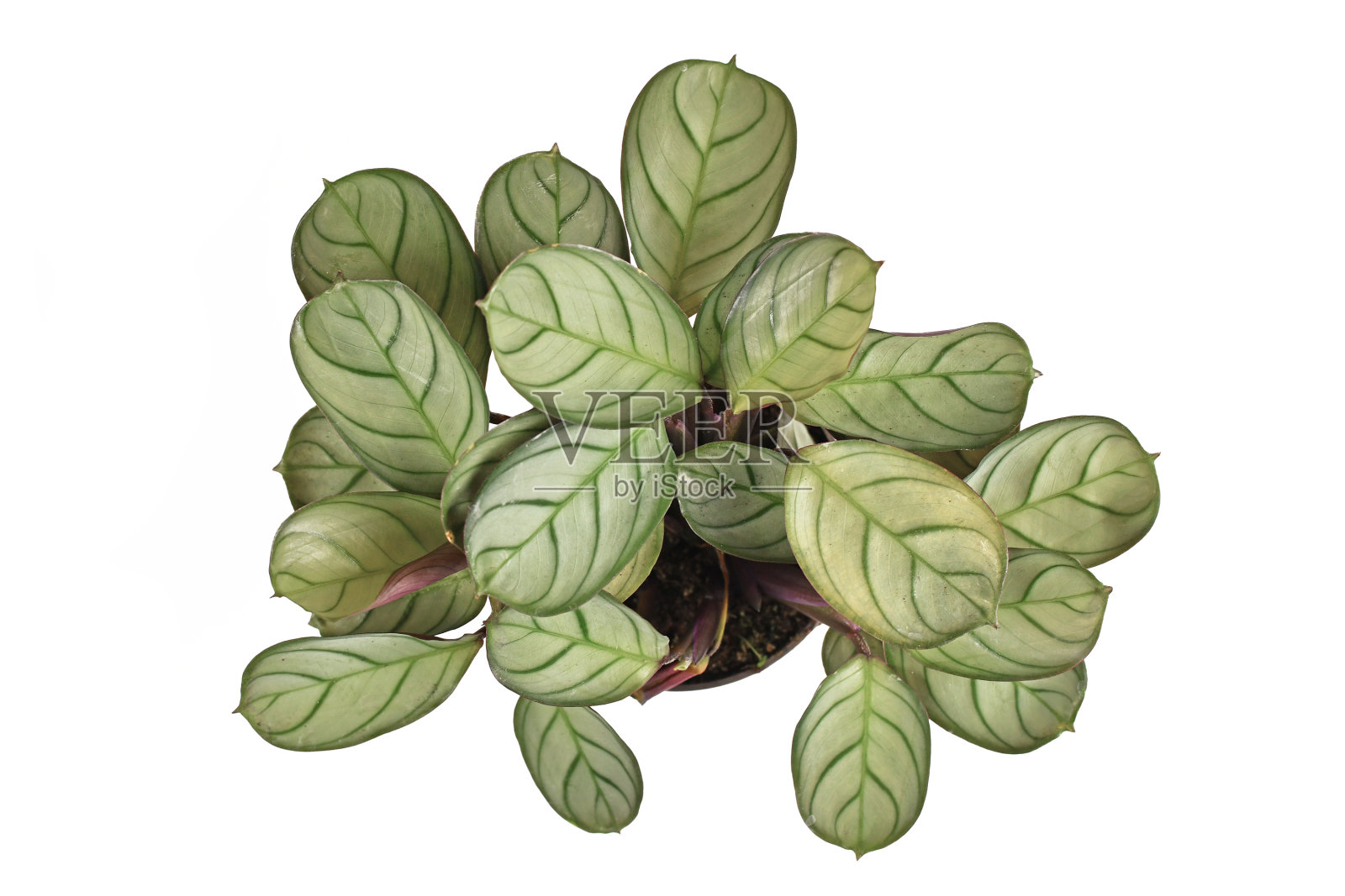 热带“Ctenanthe Burle Marxii Amagris”室内植物俯视图照片摄影图片