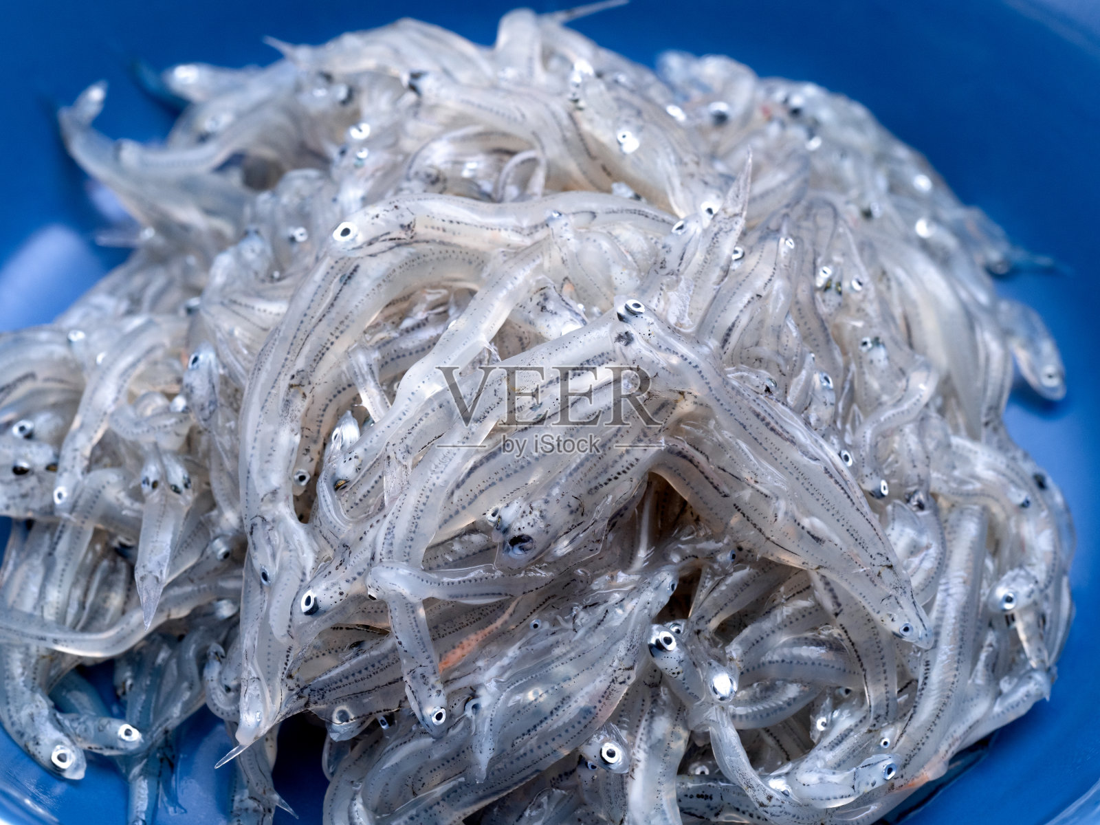 生shirasu生鱼片照片摄影图片