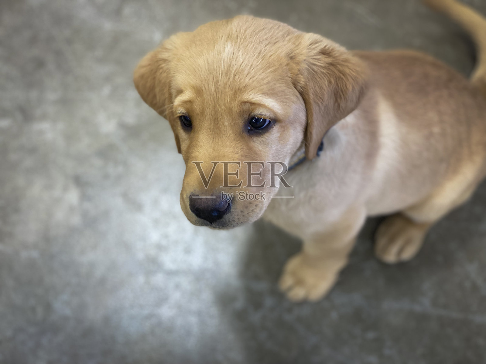 拉布拉多寻回犬照片摄影图片