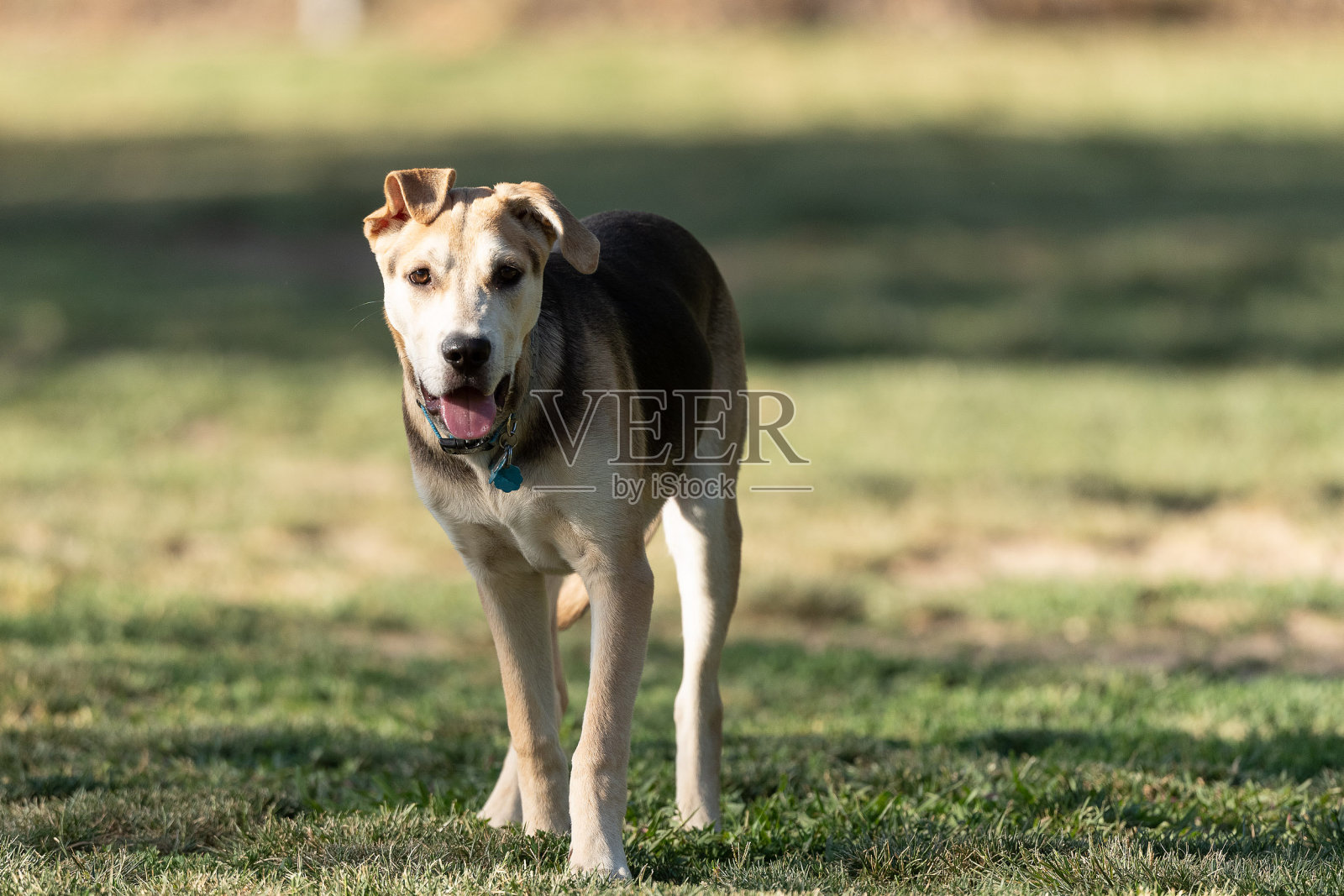 狗公园2照片摄影图片