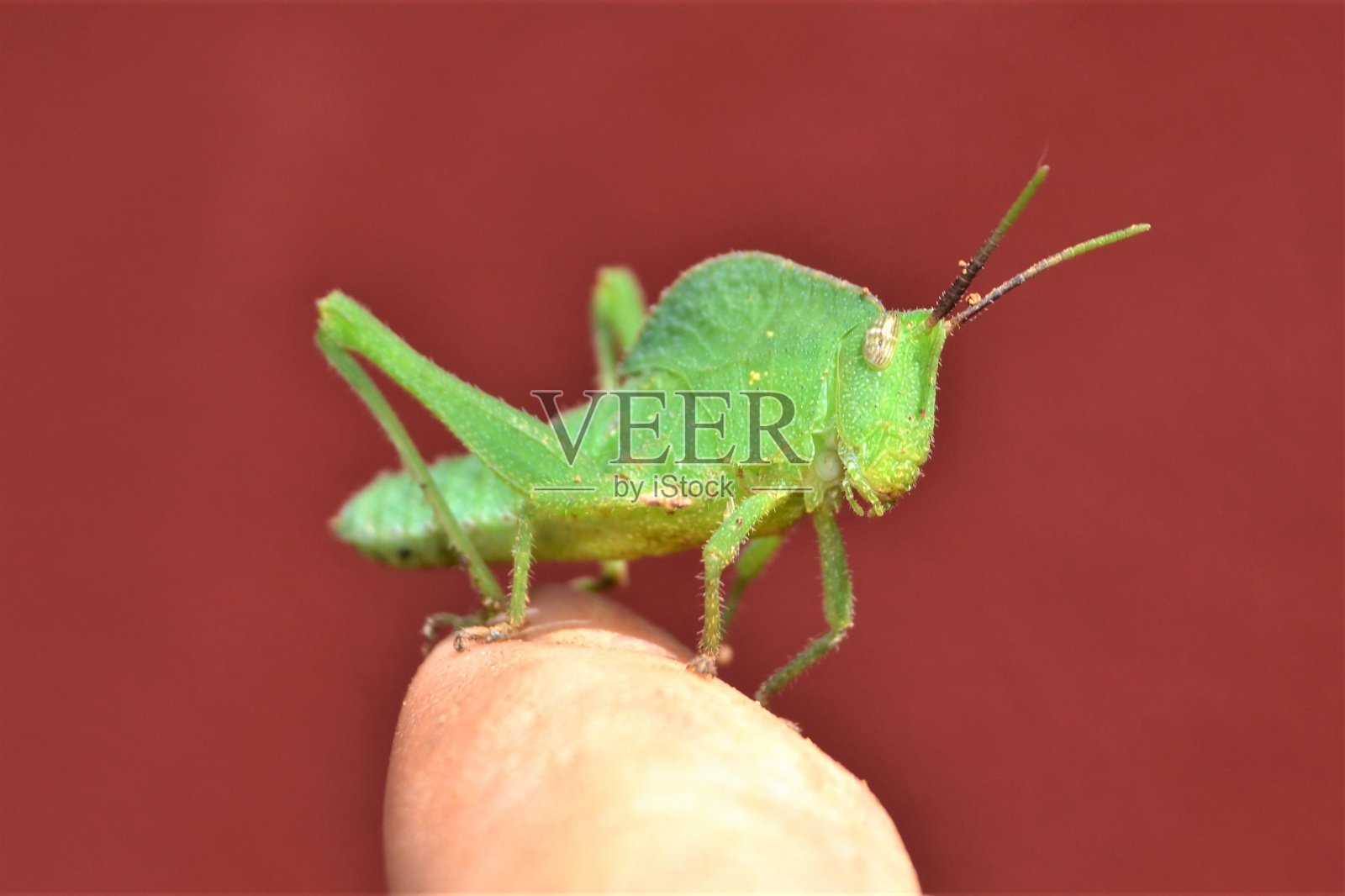 手指上的蚱蜢照片摄影图片