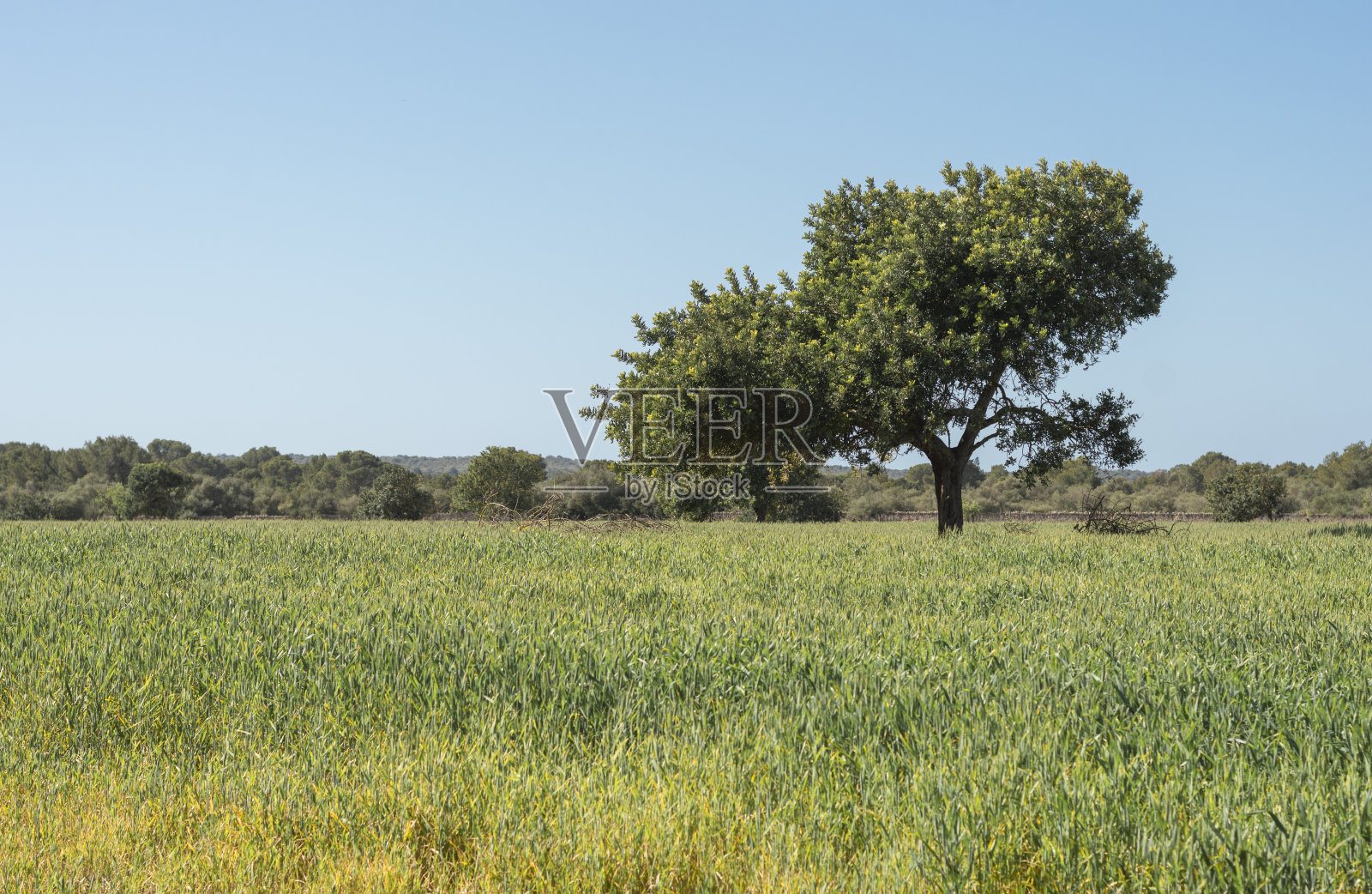 美丽的水平景观绿色种植的谷物田和树木在背景。照片摄影图片
