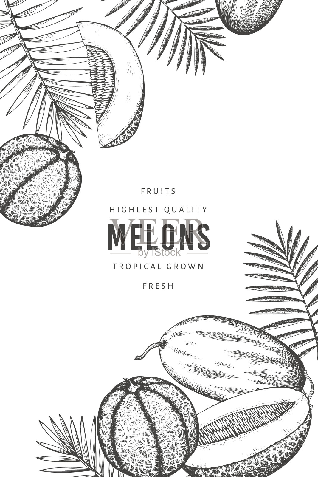 甜瓜用热带叶子设计模板手工制作插画图片素材