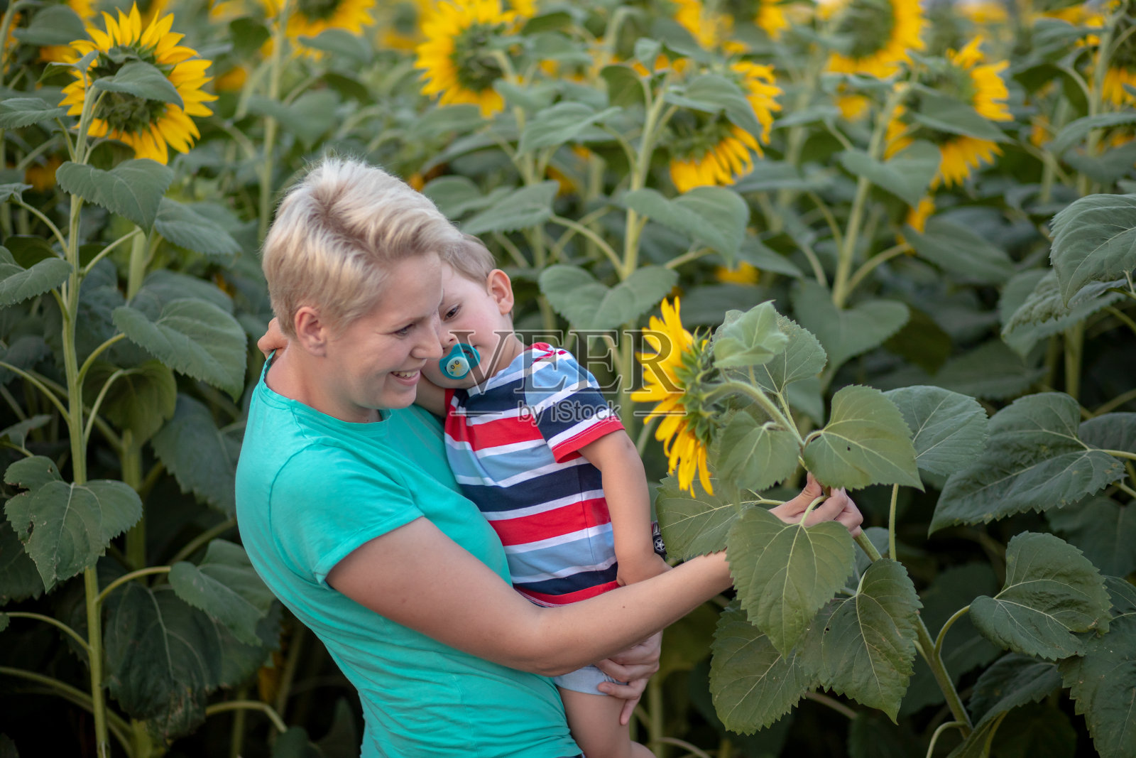 母亲和儿子在向日葵中间。照片摄影图片